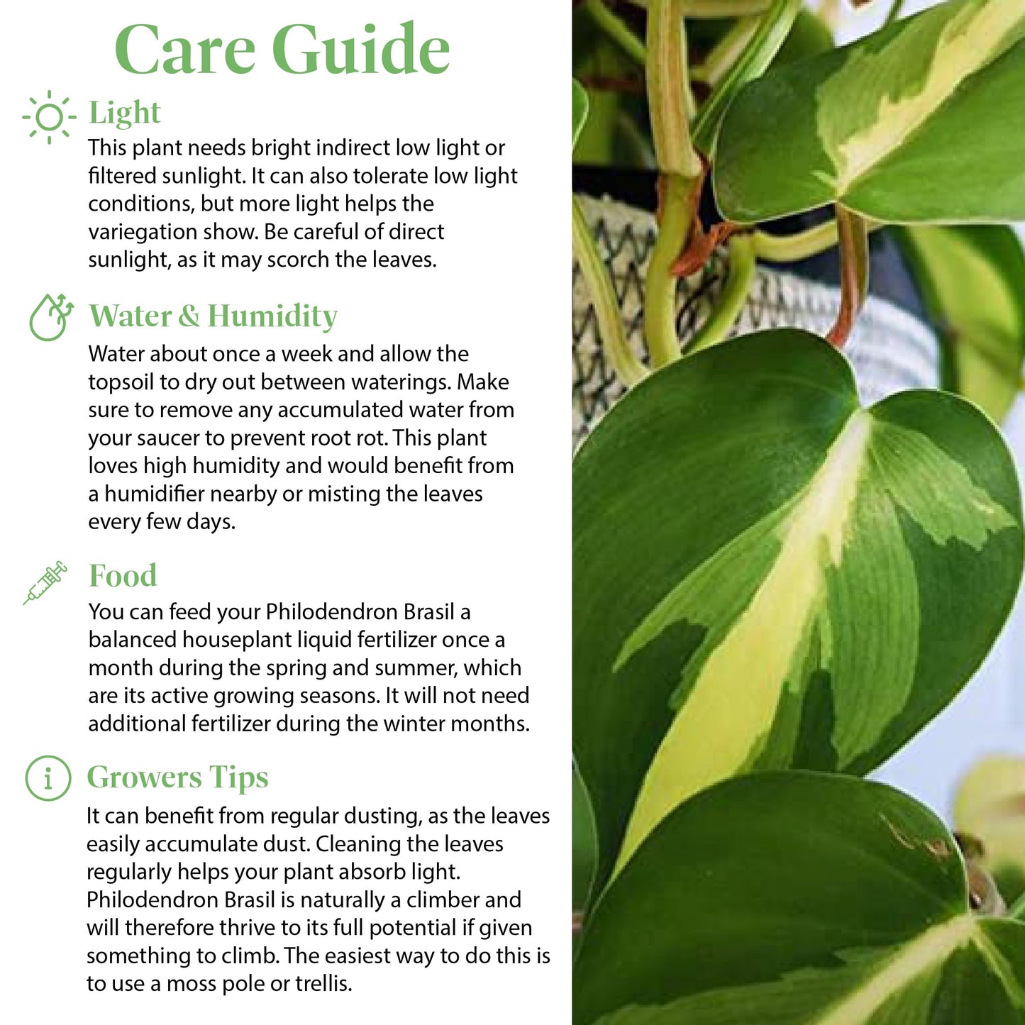 American Plant Exchange Live Philodendron 'Brasil' – 6-Inch Pot – Easy Care Trailing Houseplant with Variegated Green and Yellow Leaves for Hanging Baskets, Shelves, Desks & Indoor Décor