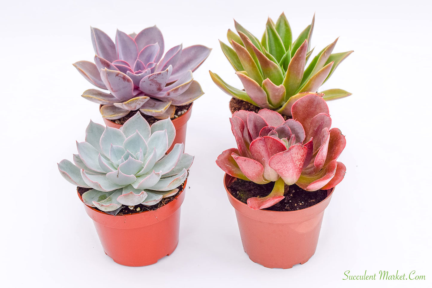 Live Echeveria Succulent Plants (4 Pack) – Assorted 4-Inch – Fully Rooted Echeveria Succulents – Live Rosette Succulent Set