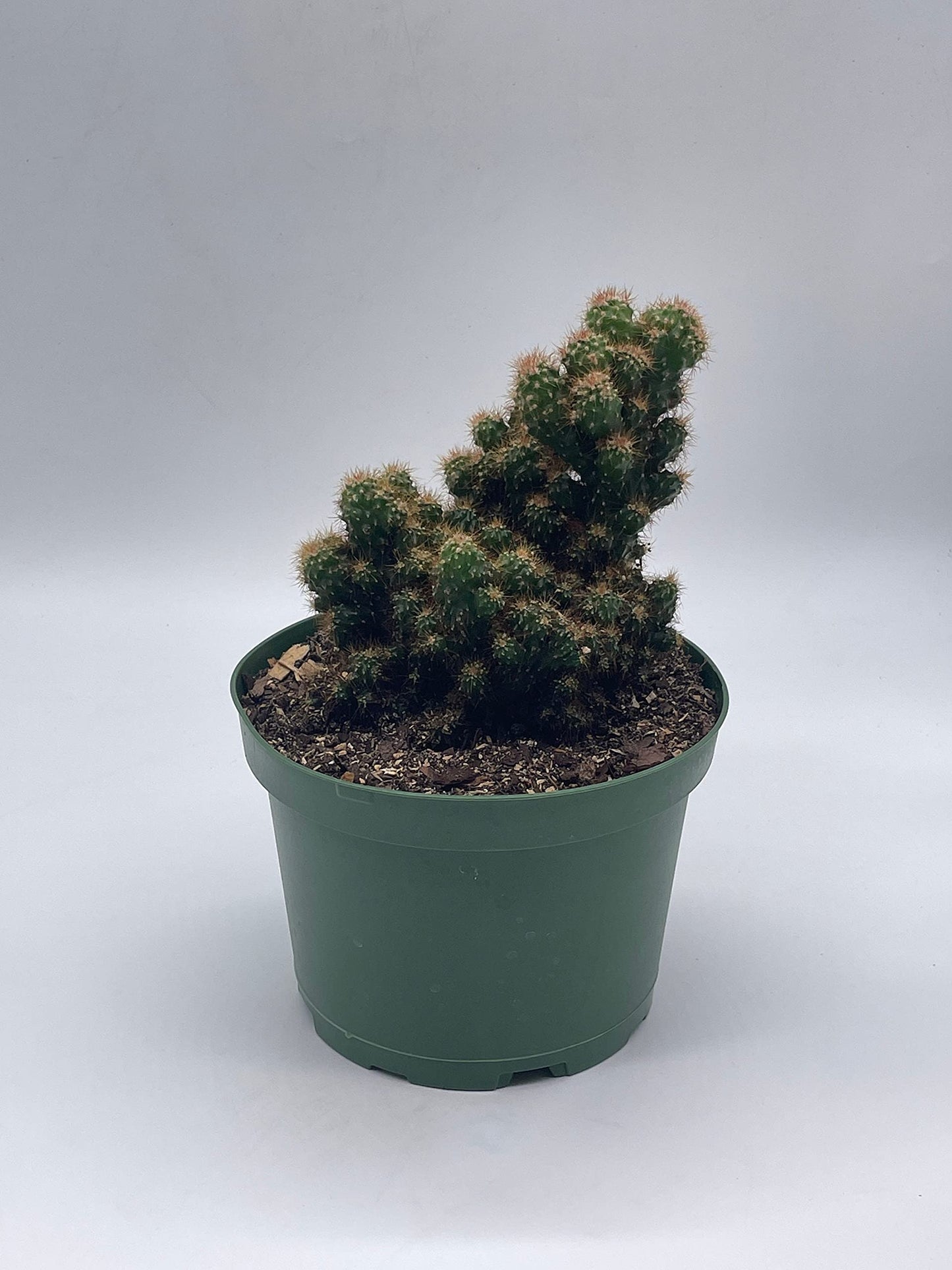 BubbleBlooms Peruvian Apple Cactus in a 6 inch Pot Crested, Repandus, uruguayanus, Hedge Cacti, Cereus