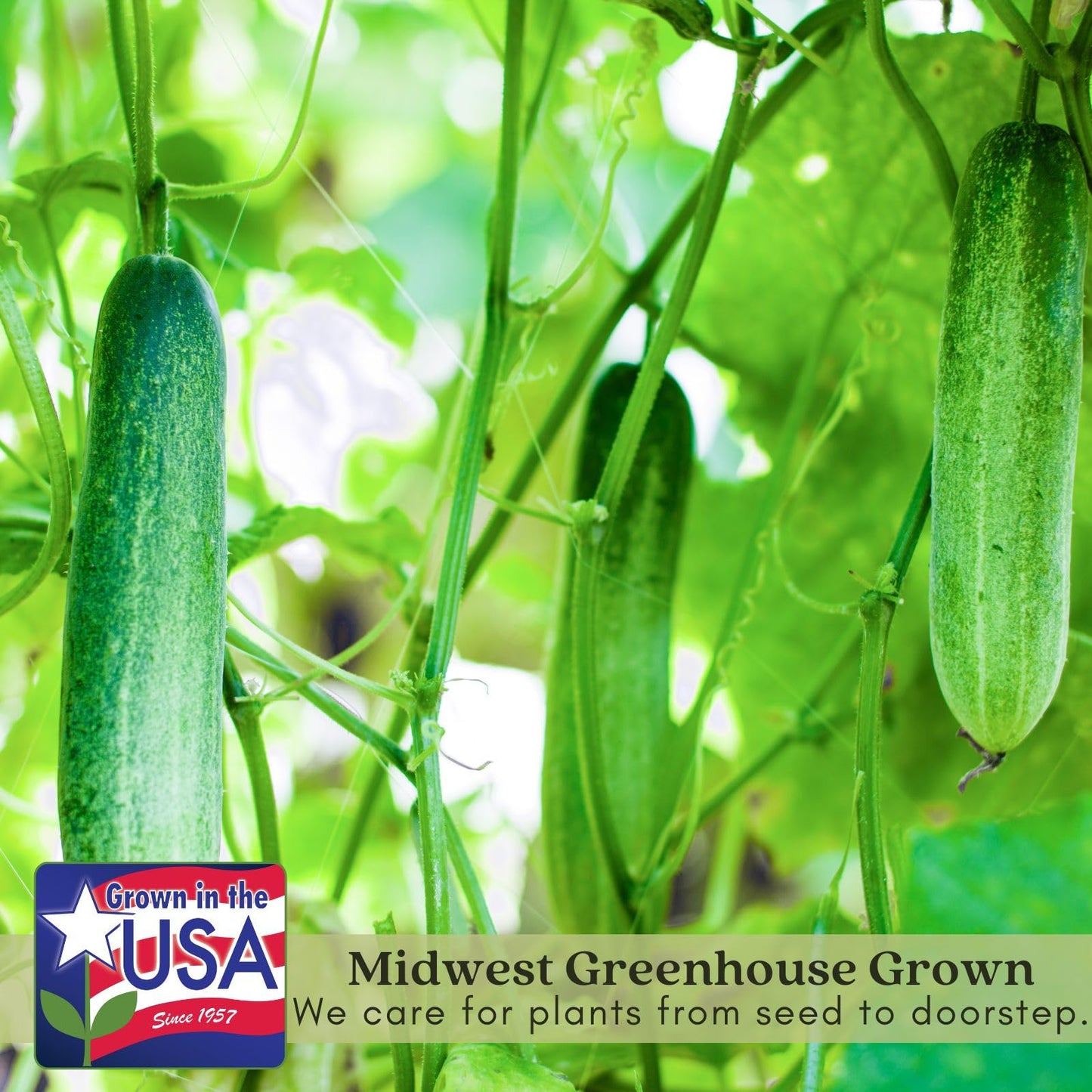 Clovers Garden Cucumber Slice More Plants - Two (2) Live Plants – Non-GMO - Not Seeds - Each 4" to 8" Tall – in 4" Inch Pots - Burpless, High Yield, Disease Resistant