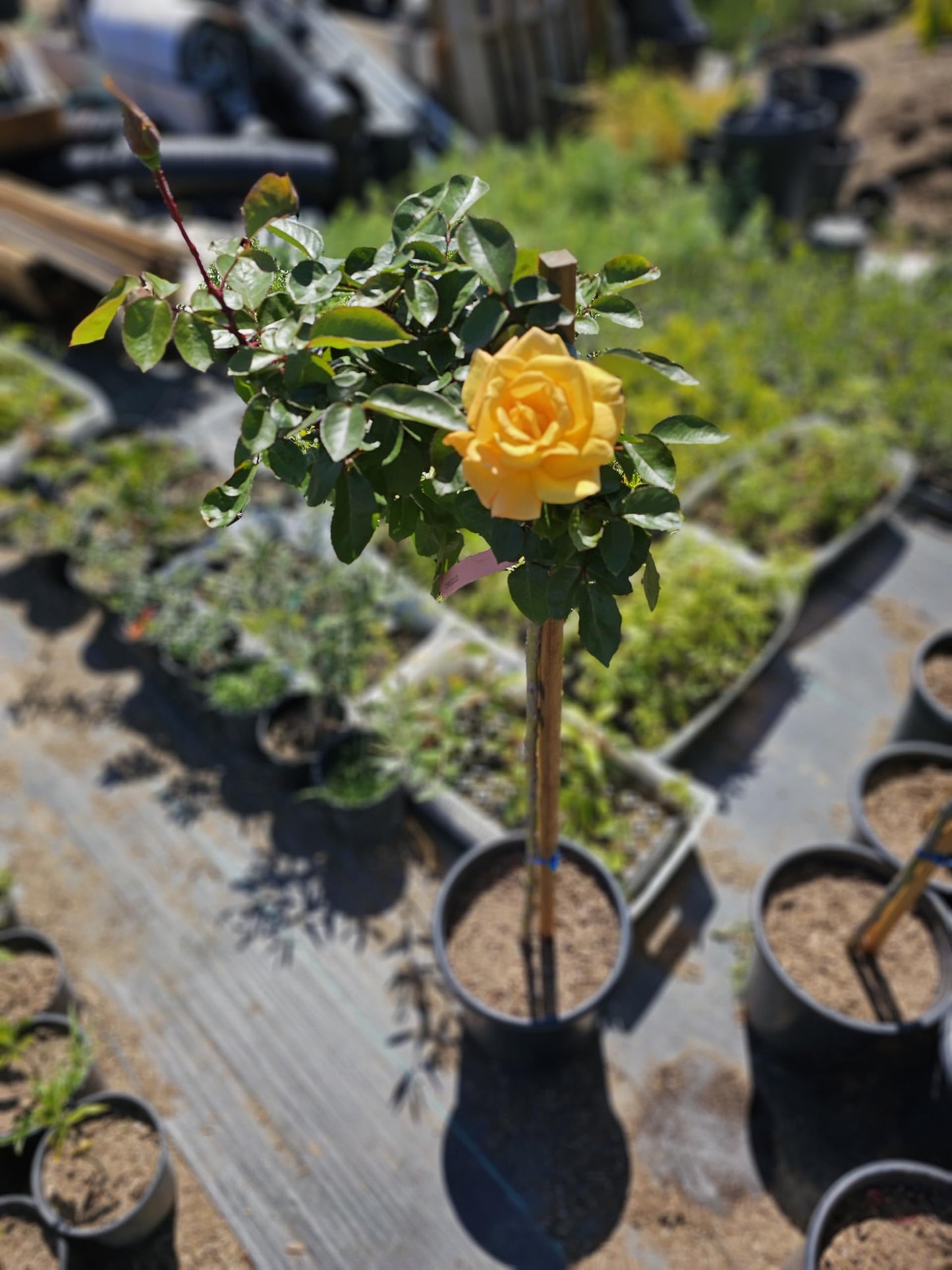 Rose Tree, Live Flowering Plant, 4-5 ft Tall, Reblooming All Year, 5 Gallon Pot (Oregold Rose - Hybrid Tea - Lightly Fragrant (Golden Yellow), 5 Gallon)