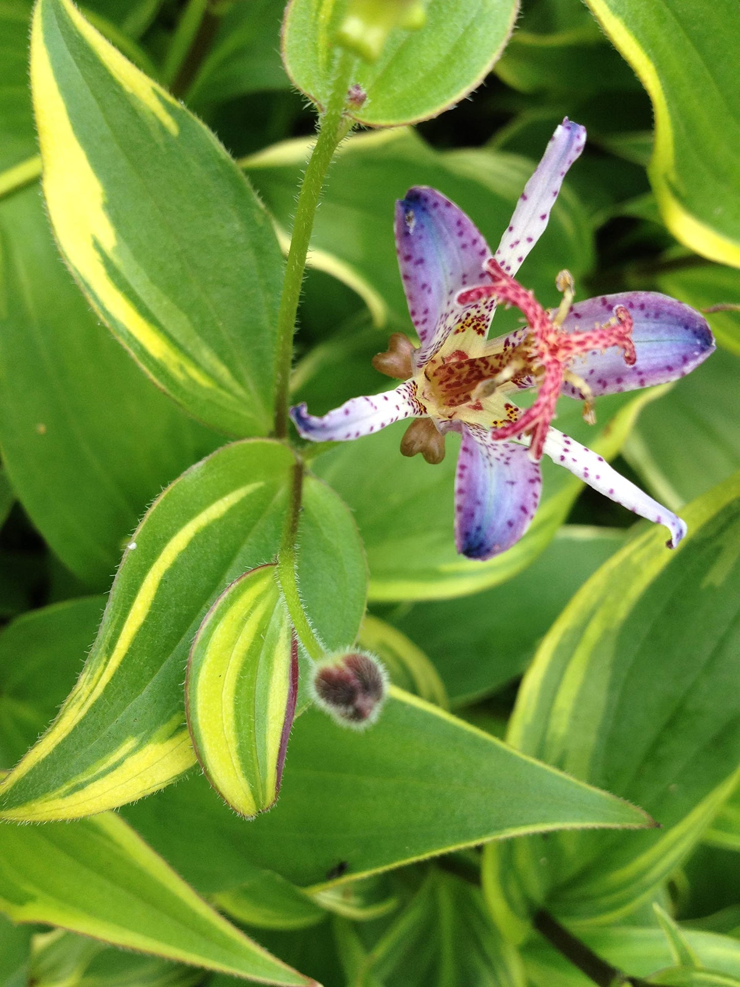Toad Lily Variegated - Tricyrtis 'Samurai' - Live Tropical Plant - Tiny Purple Orchid Flower - Emerald Goddess Gardens - Starter Sz 4 Inch Pot