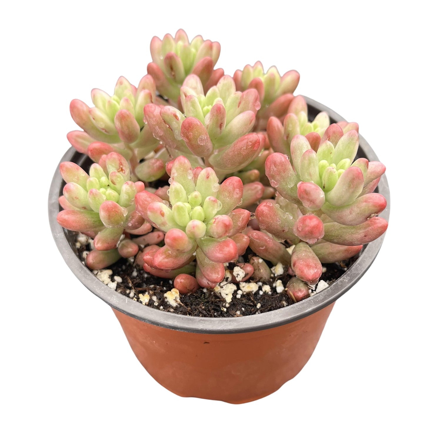 Sprout N Green Sedum Rubrotinctum 'Roseum', Mini Live Succulent Fully Rooted in 4 inch Starter Pot, House Plant for Indoor Outdoor Home Office Wedding Decoration Party Favor