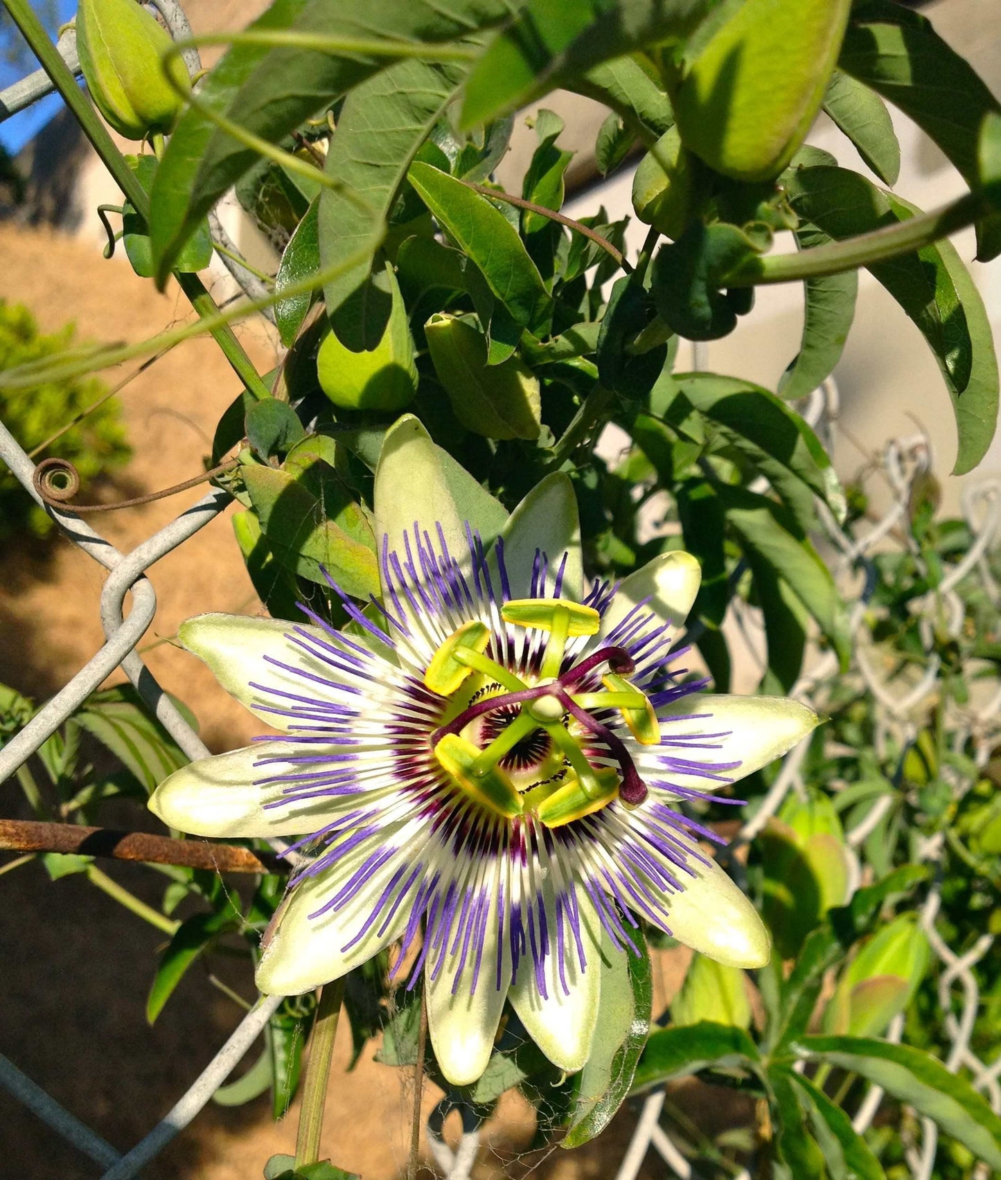 Passion Fruit Plant - 10 Live Plants in 4 Inch Growers Pots - Edible Fruit Bearing Vine for The Patio and Garden