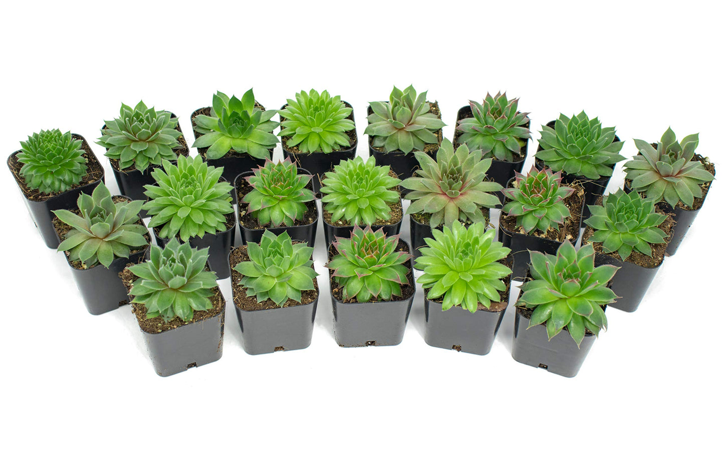 Succulent Plants | 5 Sempervivum Succulents | Rooted in Planter Pots with Soil | Real Live Indoor Plants | Gifts or Room Decor by Plants for Pets