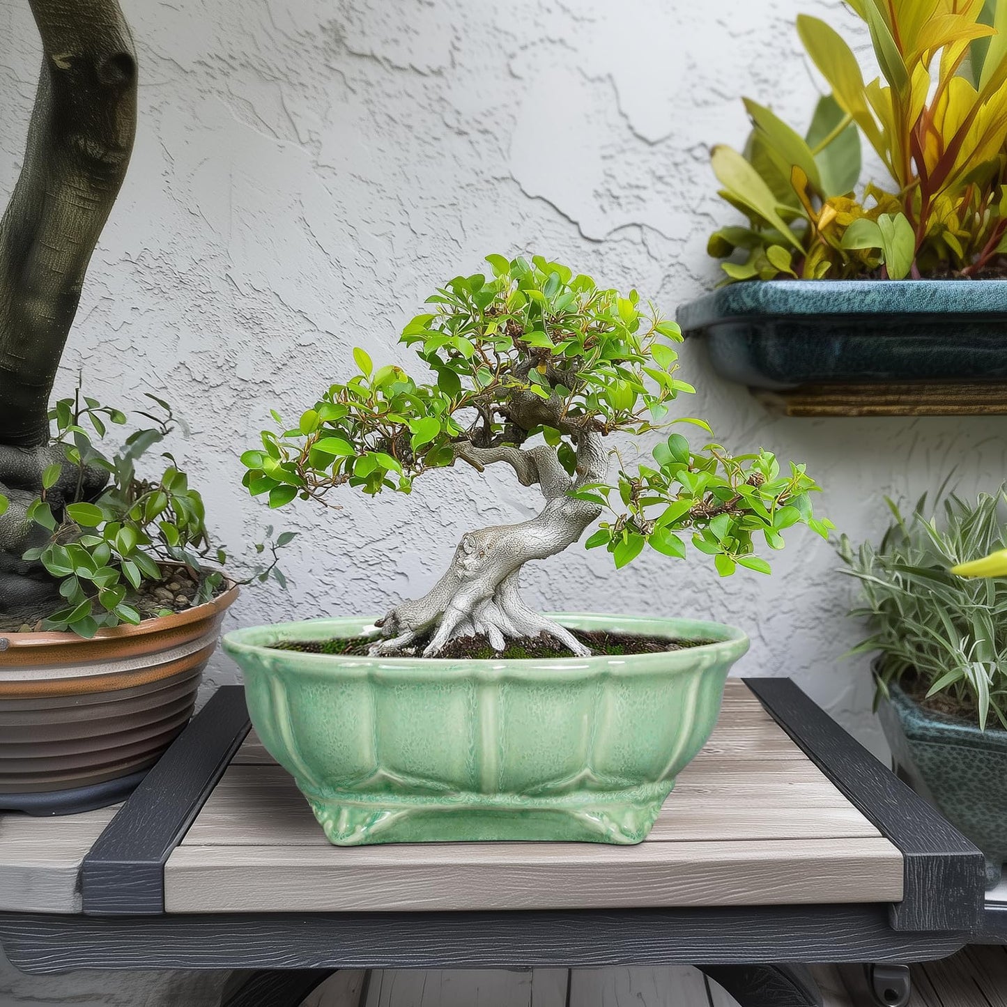 Teagas Bonsai Pots 11 Inch - Ceramic Succulent Pots with Drainage Hole, Oval Planter for Indoor Outdoor, Decorative Ceramic Flower Pot, Home Garden Room Decor, Plant Lover Gifts, Green