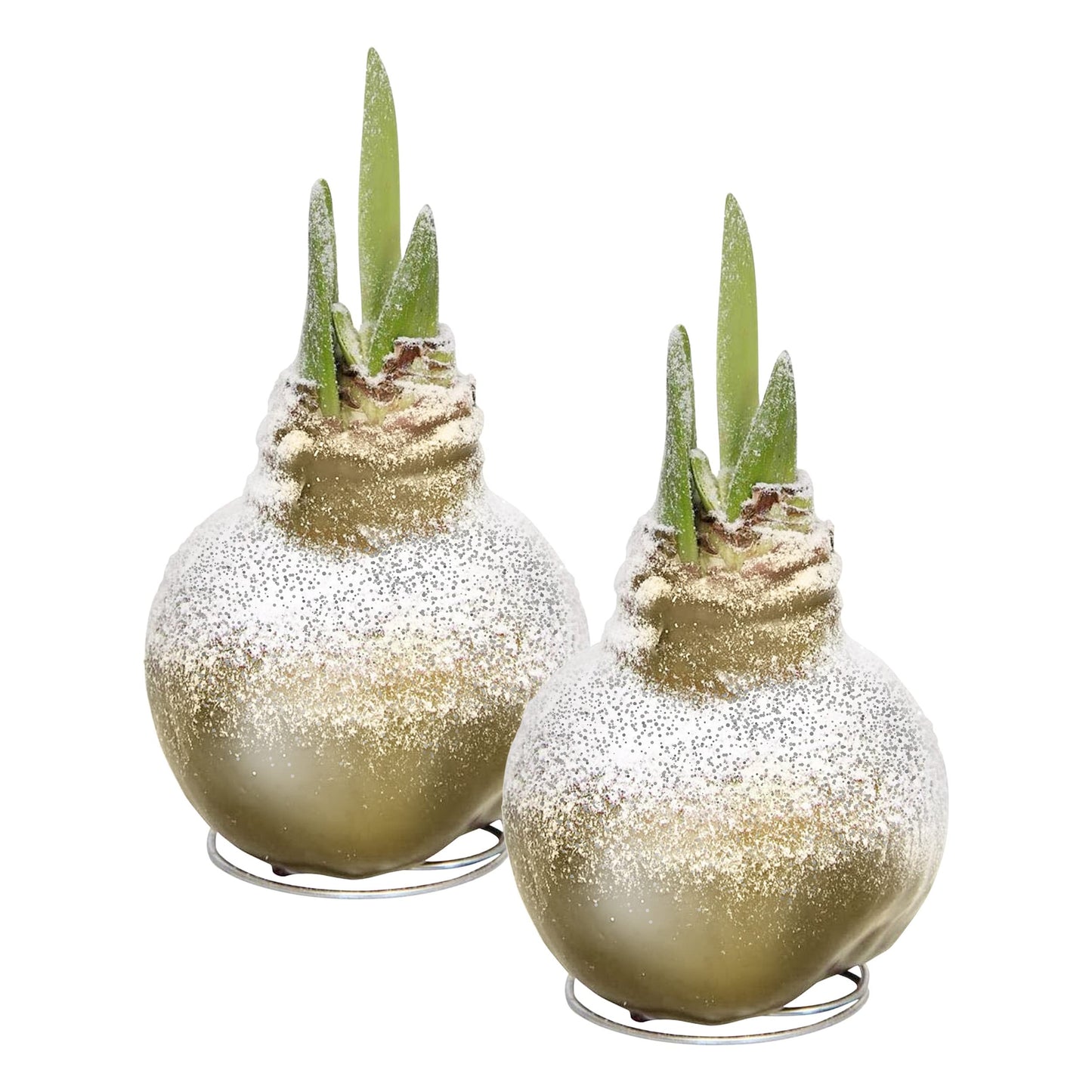 Snow Flecked Waxed Amaryllis Bulb 2-Pack – Gold Wax with Red Blooms – Live Holiday Gift Plant, Easy Care, No Watering Needed