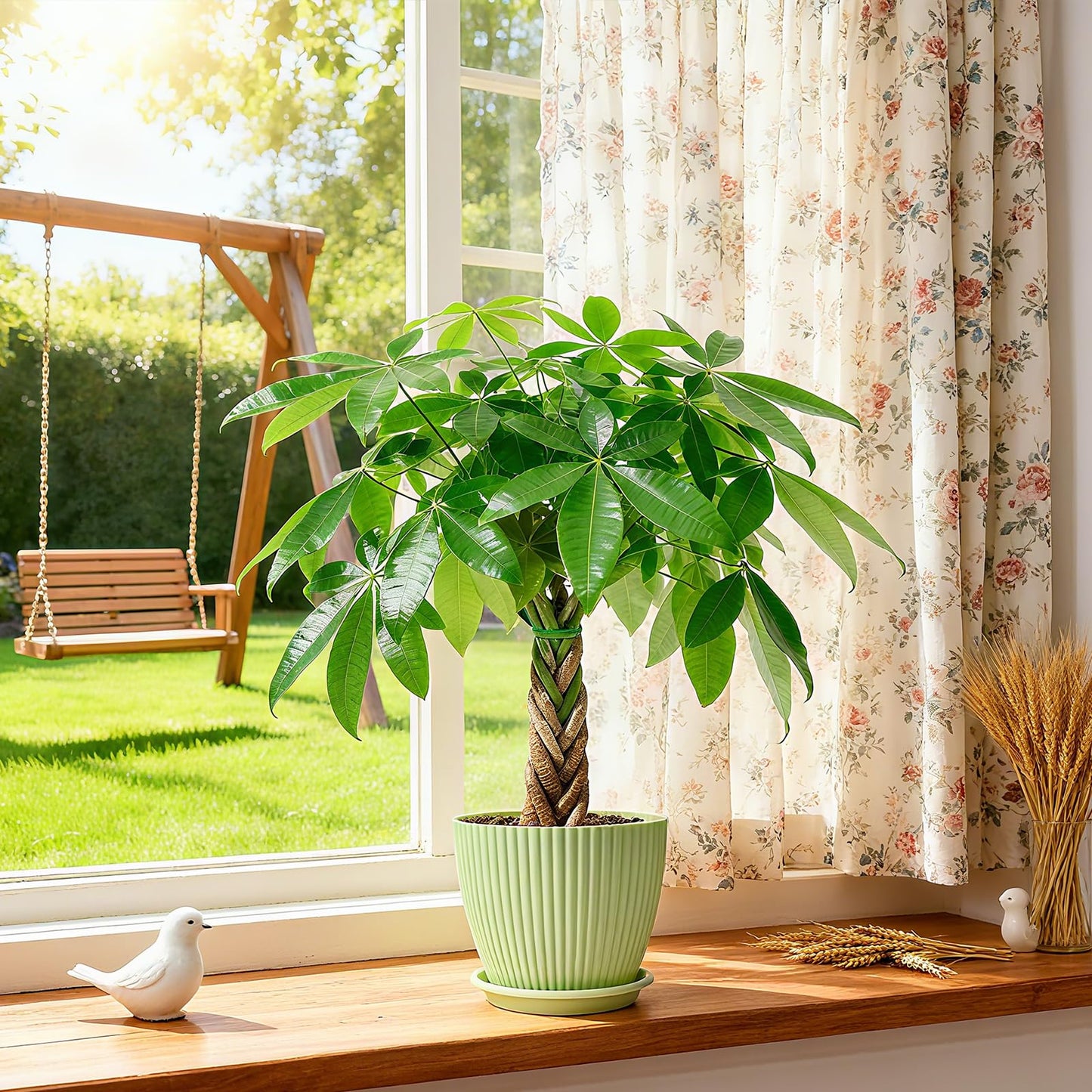 Sprout N Green Small Money Tree with 5 Lucky Braid, Live Plant with Green Stripe Pot, Decoration for Indoor Home Office Tabletop Windowsill Side Table, Gift for Housewarming Mother's Day, 8-10" Tall