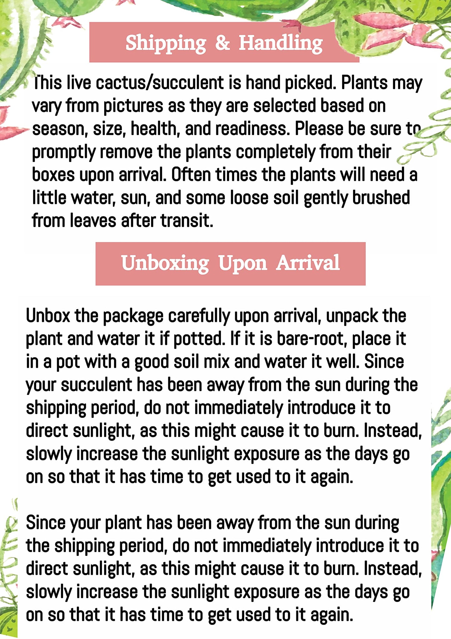 Rare 6" Golden Cactaceae Crested Cactus-Hildewintera Aureispina-Live Cactus Plant, Euphorbia Monstrose Cactus/Succulent.