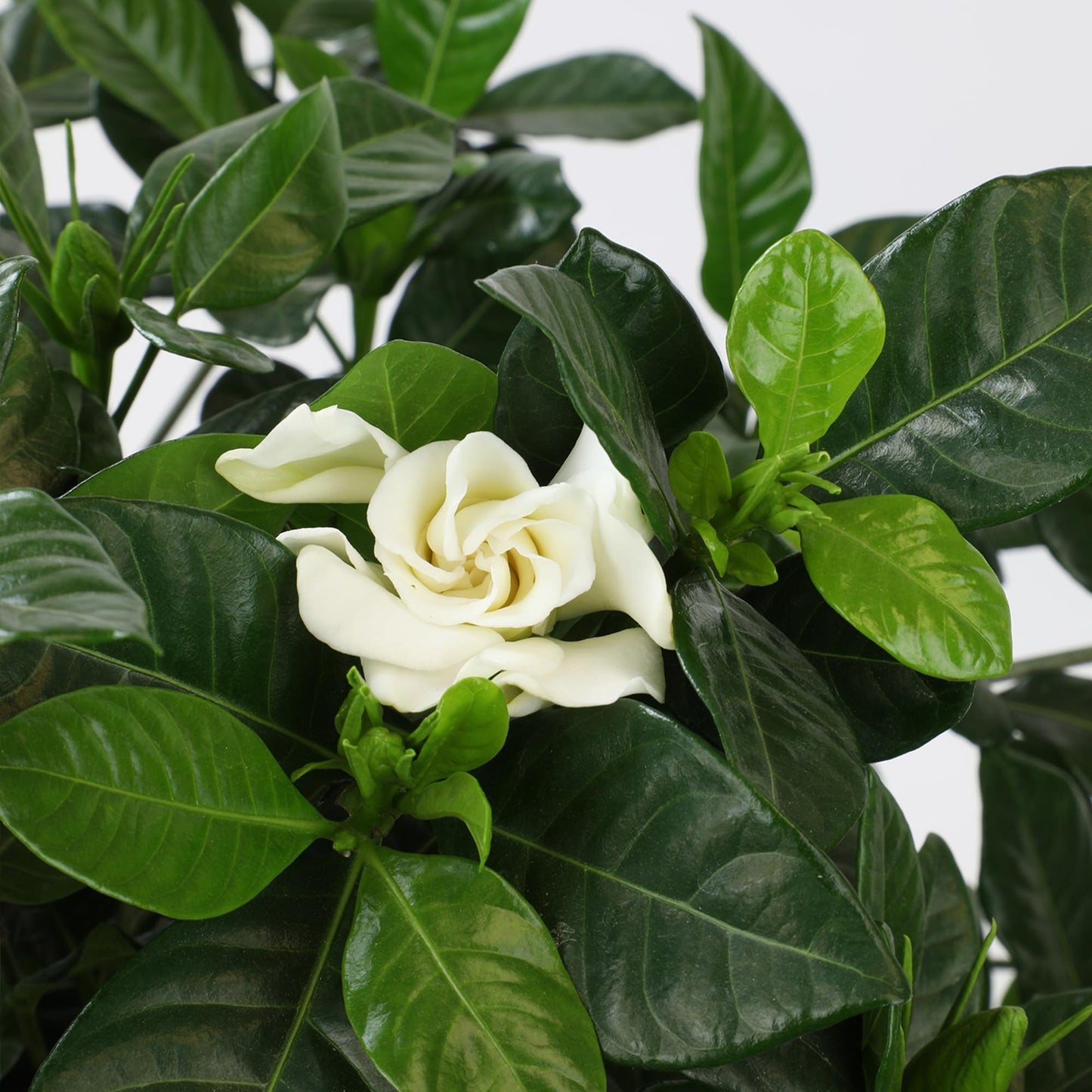 Gardenia Plant (1G), Cape Jasmine Plant Outdoor Plants, Fresh Flowers for Delivery Prime, Live Plants Indoor Plants Live Houseplants, Gardenia Plants Live House Plants Indoors Live by Plants for Pets
