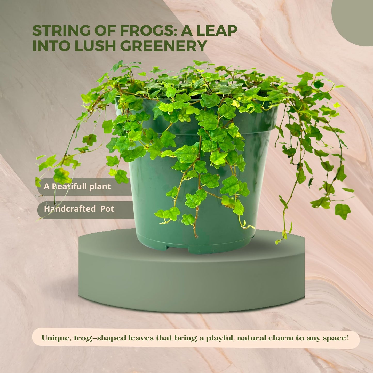 Live Plant String of Frogs 4" - Live Trailing Succulent Fully Rooted in Pot with Soil Mix - Rare House Plant for Home Office Wedding Hanging Decoration, DIY Projects, Party Favor(Heat Pack Included)