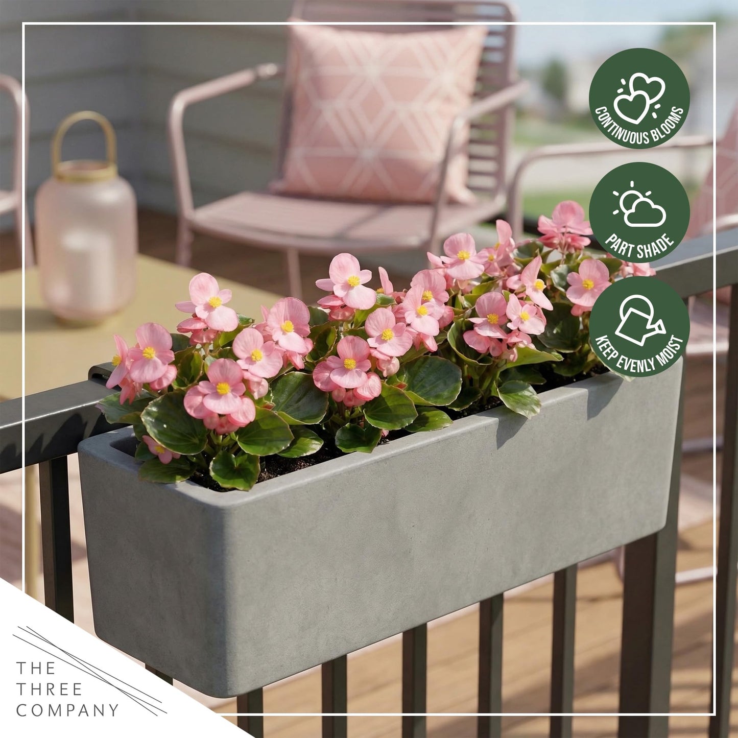 Live Begonia - Green Leaf Ambassador Pink (4 Per Pack), Beautiful Shade Annual, Ships 8" Tall by 4" Wide in 1 Pt Pot