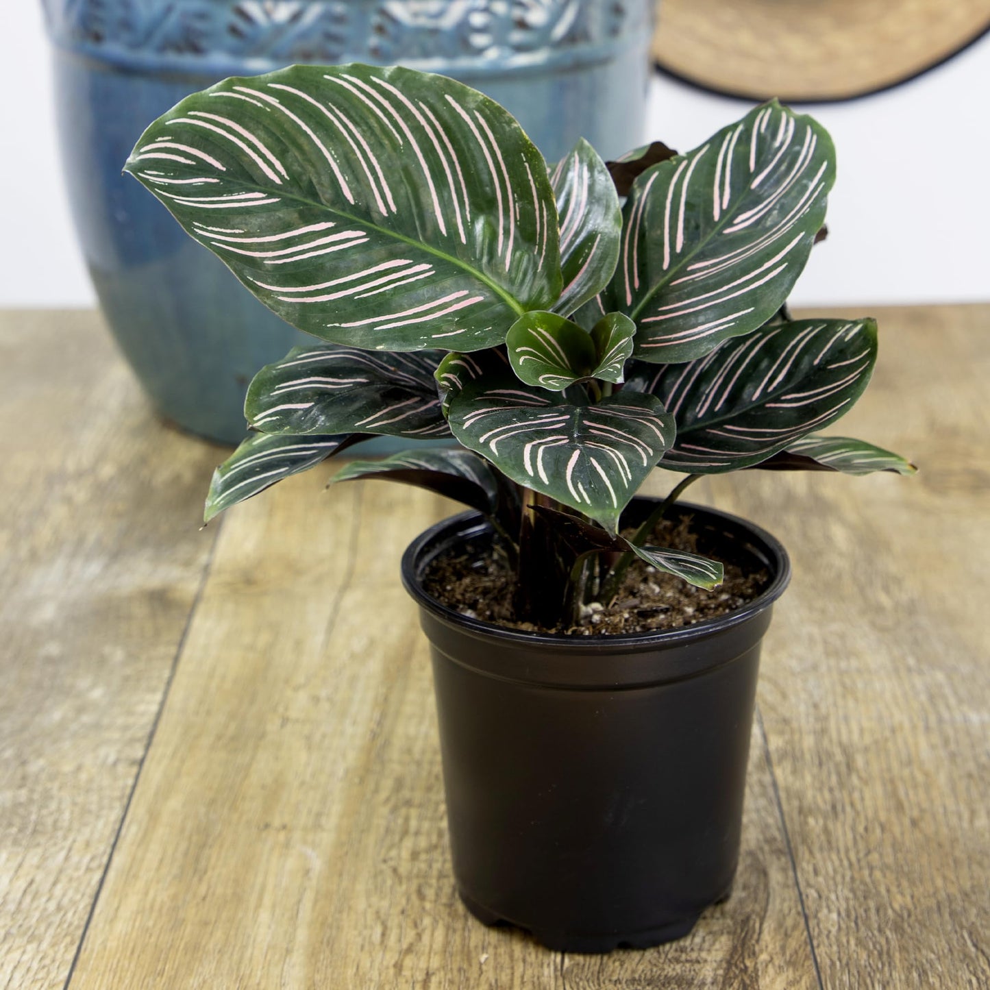 Live Calathea Houseplant (4 Pack), Pet Safe Plants for Cats & Dogs, Makoyana, Rattlesnake, Roseopicta, Air Purifying Indoor Plant Mix, Freddie, Orbifolia, Prayer Plants, Real Calatheas, 4.25 in. Pots