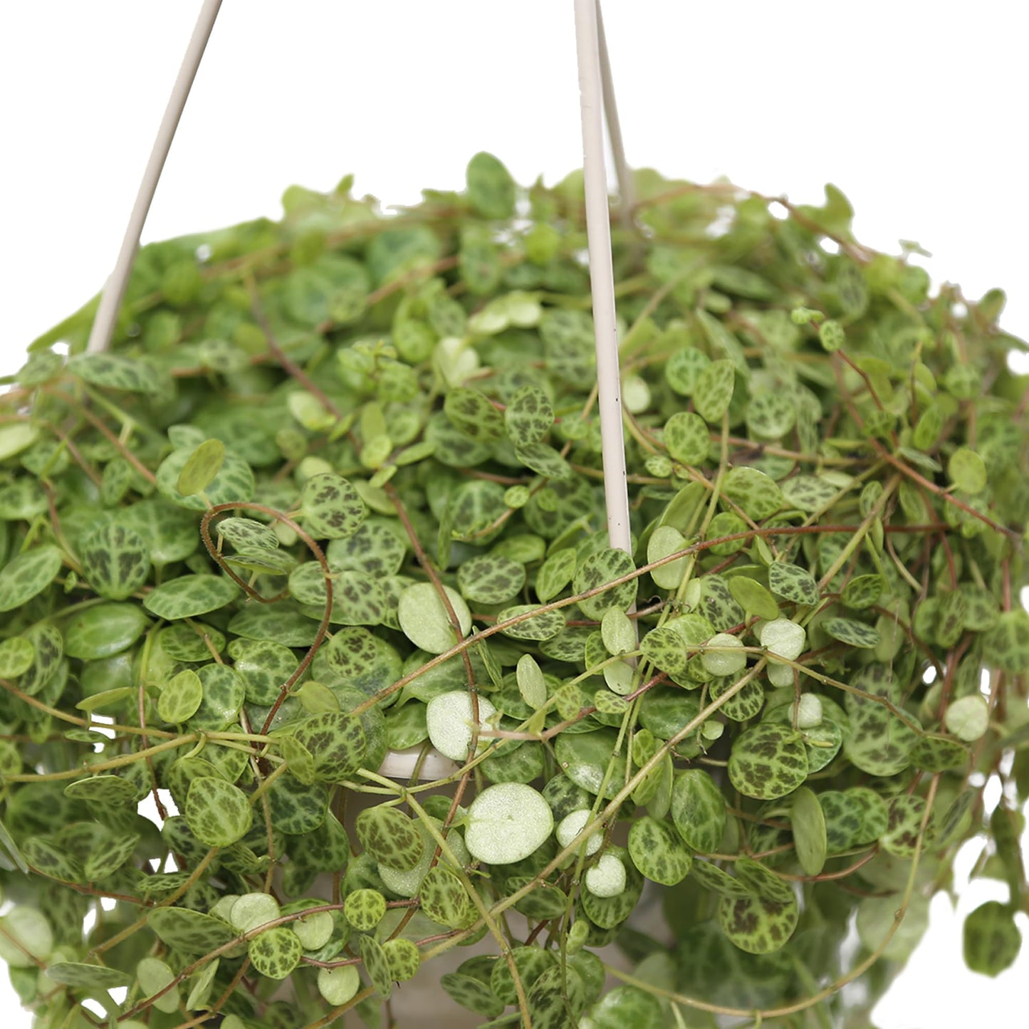 Live String of Turtles, Peperomia Prostrata, Jade Necklace, Gardener Gift, Wedding Decor, Housewarming Gift for The First Home, Office Gift, Indoor Plant in 4.5" Hanging Basket