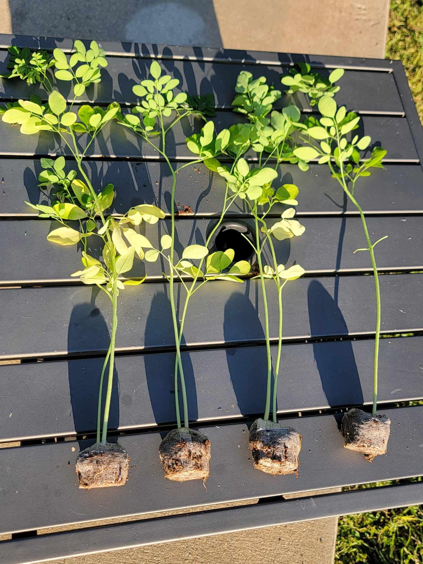 3 Moringa Plants with Free Moringa Seeds - Live Moringa Tree - Moringa Oleifera Plant - Moringa Tree - Drumstick Tree - Miracle Tree - Established Roots - Non-GMO - Organic - Moringa Plants - Herbs