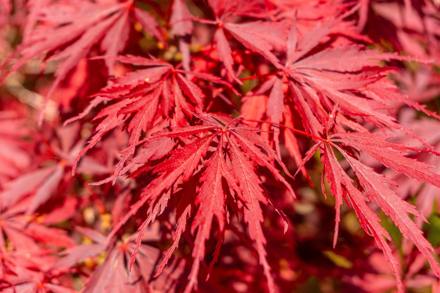 10 INABA SHIDARE Maple Weeping Red Laceleaf Japanese Acer Palmatum Dissectum Tree Seeds