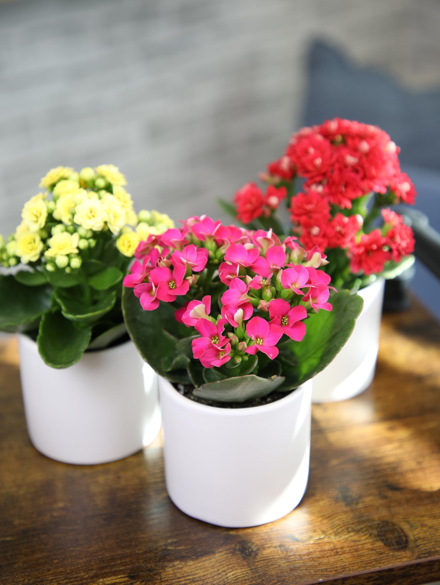Kalanchoe Flower Plants 3PK in White Pots, Desk Plant Decor, Live Succulent Gifts for Plant Lovers Gift Ideas, Kalanchoe Plants Live Houseplants, Live Succulents Plants Live Flowers by Plants for Pets