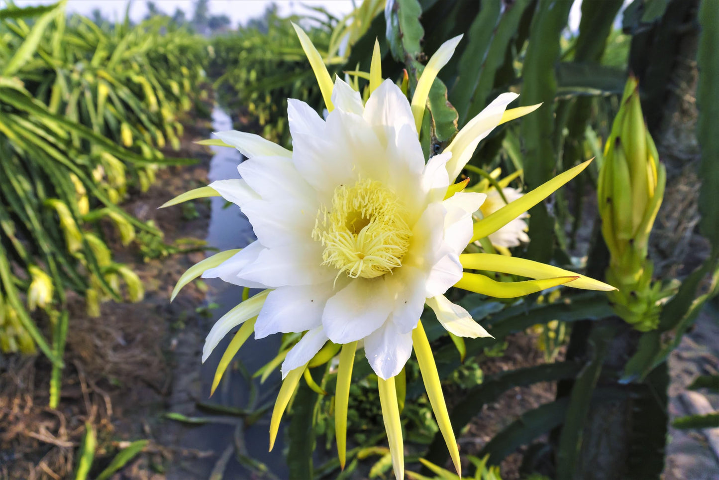 20 * Seeds * Yellow Dragon Fruit (Pitaya/Pitahaya/Strawberry Pear) Hylocereus Megalanthus Cactus White Flower