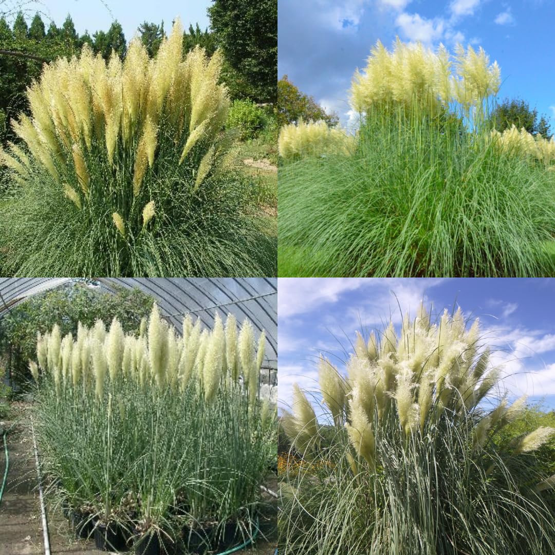 2 Plants of Pampas Grass Plant, Assorted Pampas Grass Plants Live from 5 Inches in Height Ornamental Grass Plant Live