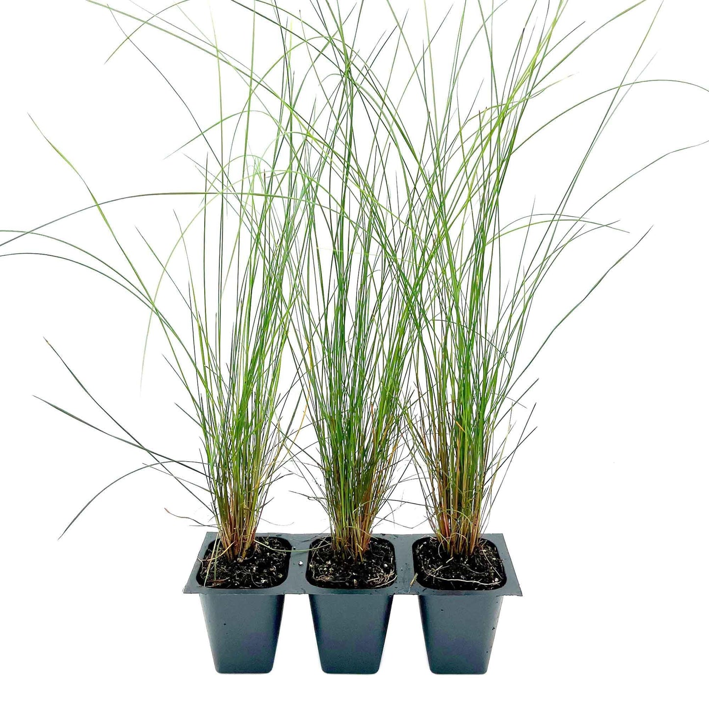 3 Pink Muhly Grass – Ornamental Perennial Grass with Cotton-Candy Pink Plumes for Borders & Mass Planting (Muhlenbergia capillaris) in 2.5″ Cubes, Live Plants