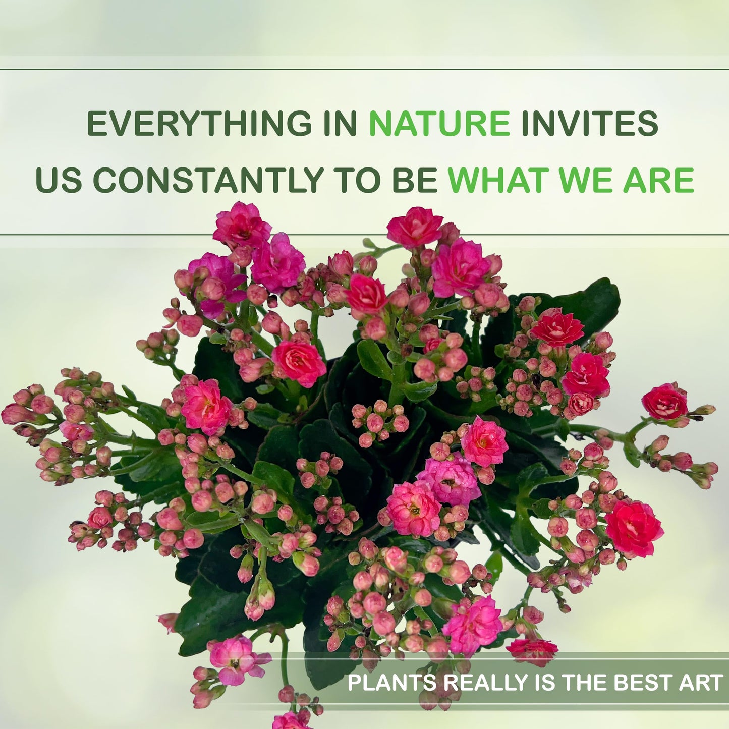 LEAL PLANTS ECUADOR Kalanchoe Plant Pink Light (Pack of 2) Vibrant, Long-Lasting Blooms & Easy Care,Air-Purifying, Perfect for Home Decor, Unique Gift for Plant Lover