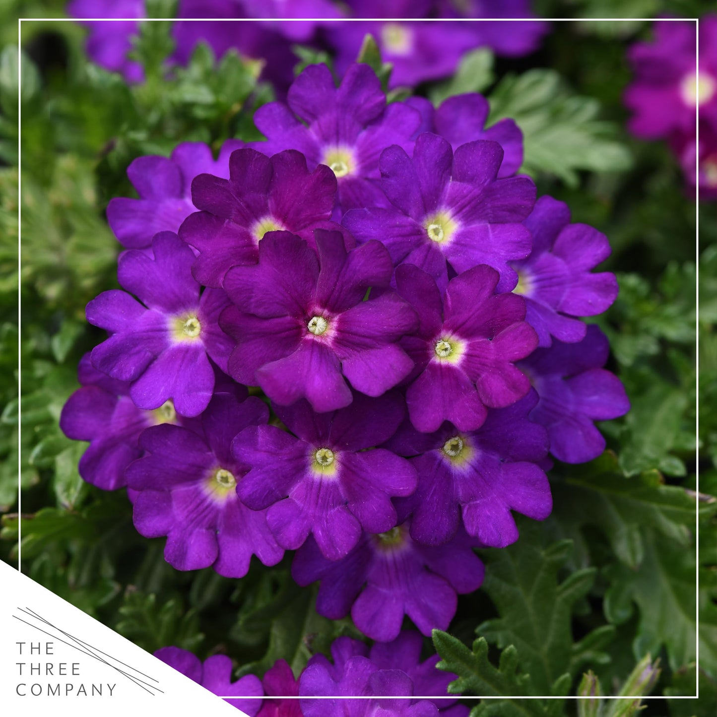Live Flowering Verbena - Popping Purple (2 Plants Per Pack) - Healthy Flowering Plant - Beautiful Spring Color - 10" Tall by 5" Wide in 1Qt Pot