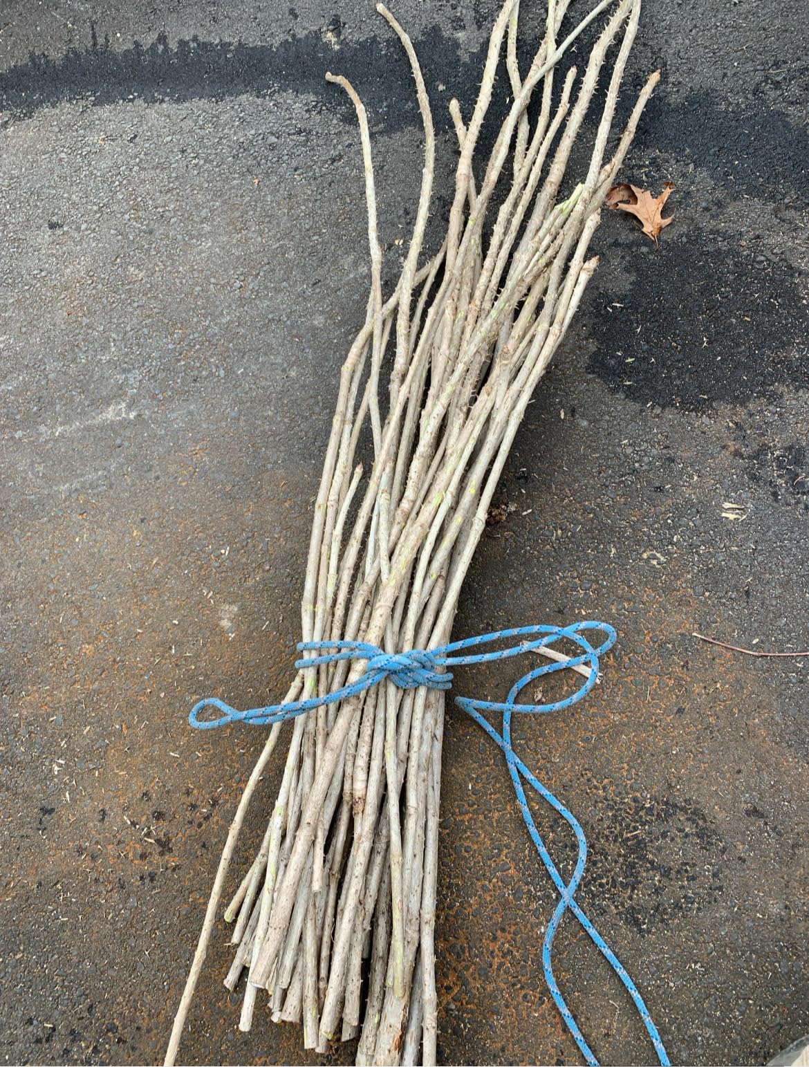 1 Branch/stem 32-34” Long of Aralia spinosa - Devil's Walkingstick.