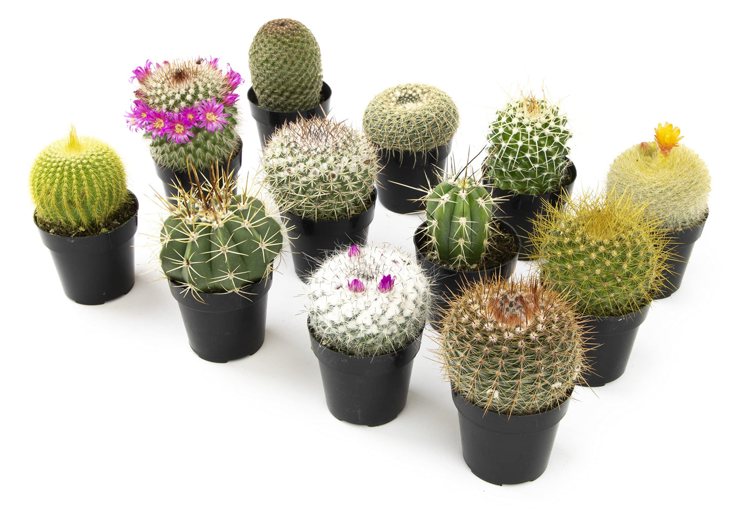 Altman Plants, Assorted Cactus Plants Live Cactus Decor (12PK), Cactus Plant Live Succulents Plants Live in Cactus Soil Potting Mix, Live Cacti Plants Live Succulent Plants Live Plants in Cactus Pot
