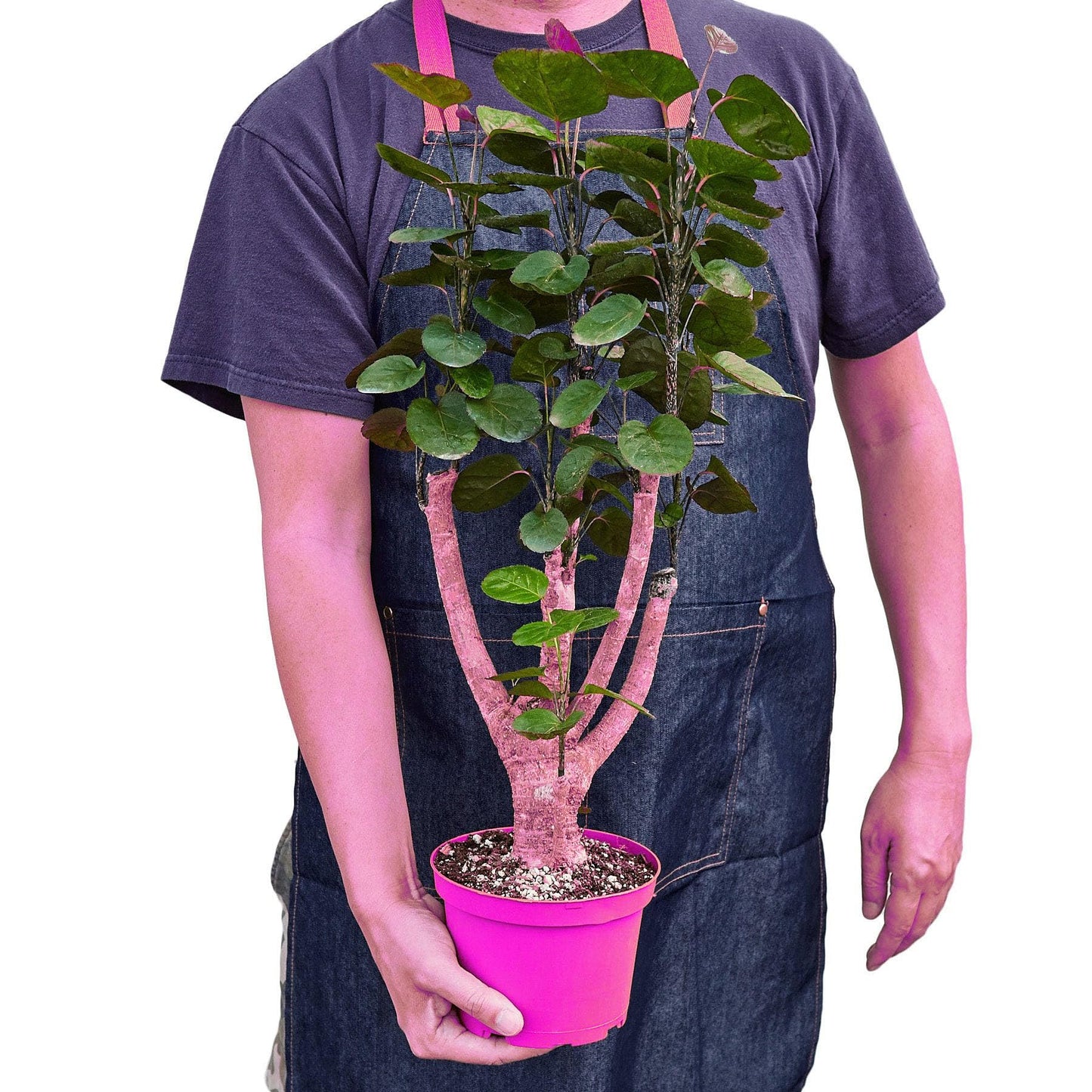 Aralia Fabian Stump 'Polyscias Scutellaria' in 6in Pot - Live Tropical Houseplant - Easy to Grow | Variegated | USA Growers | The Snobby Leaf