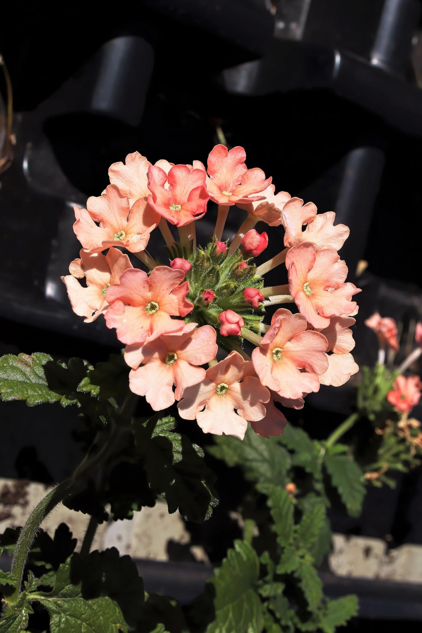 Dwarf Apricot Verbena Seeds, Fragrant Butterfly Flower, Apricot, Spring to Fall Bloom, Sun, 50 Seeds