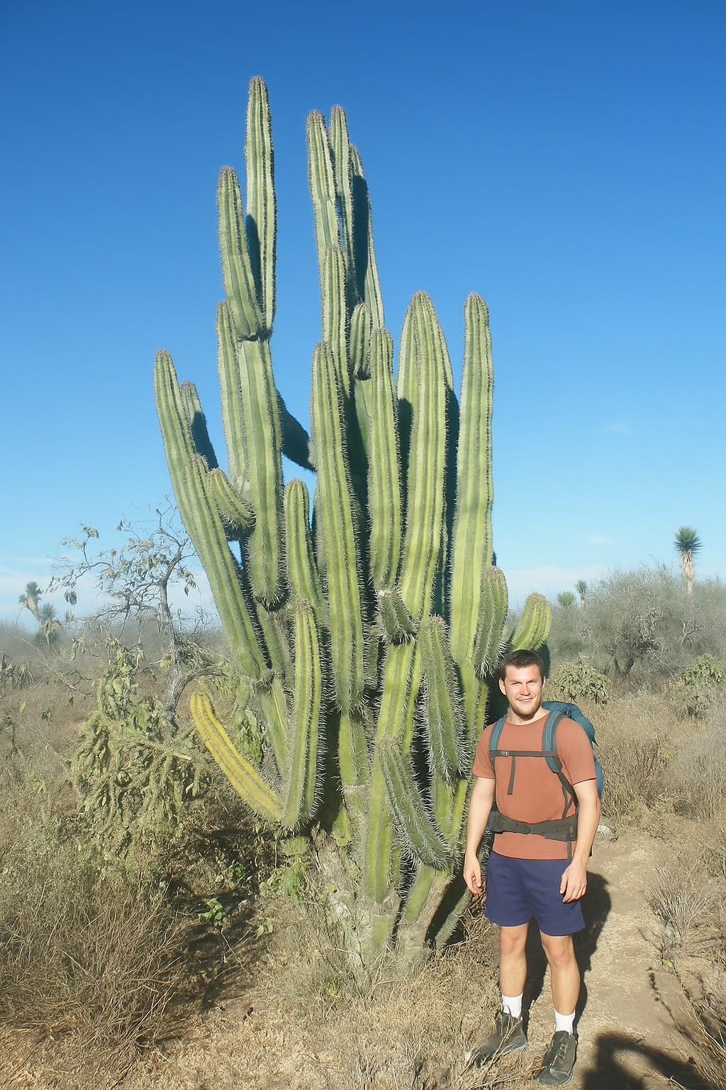 Gray Ghost Organ Pipe Cactus (Stenocereus pruinosus) - Large - Live Plant - Powdery Blue-Green Stems - Night-Blooming Flowers