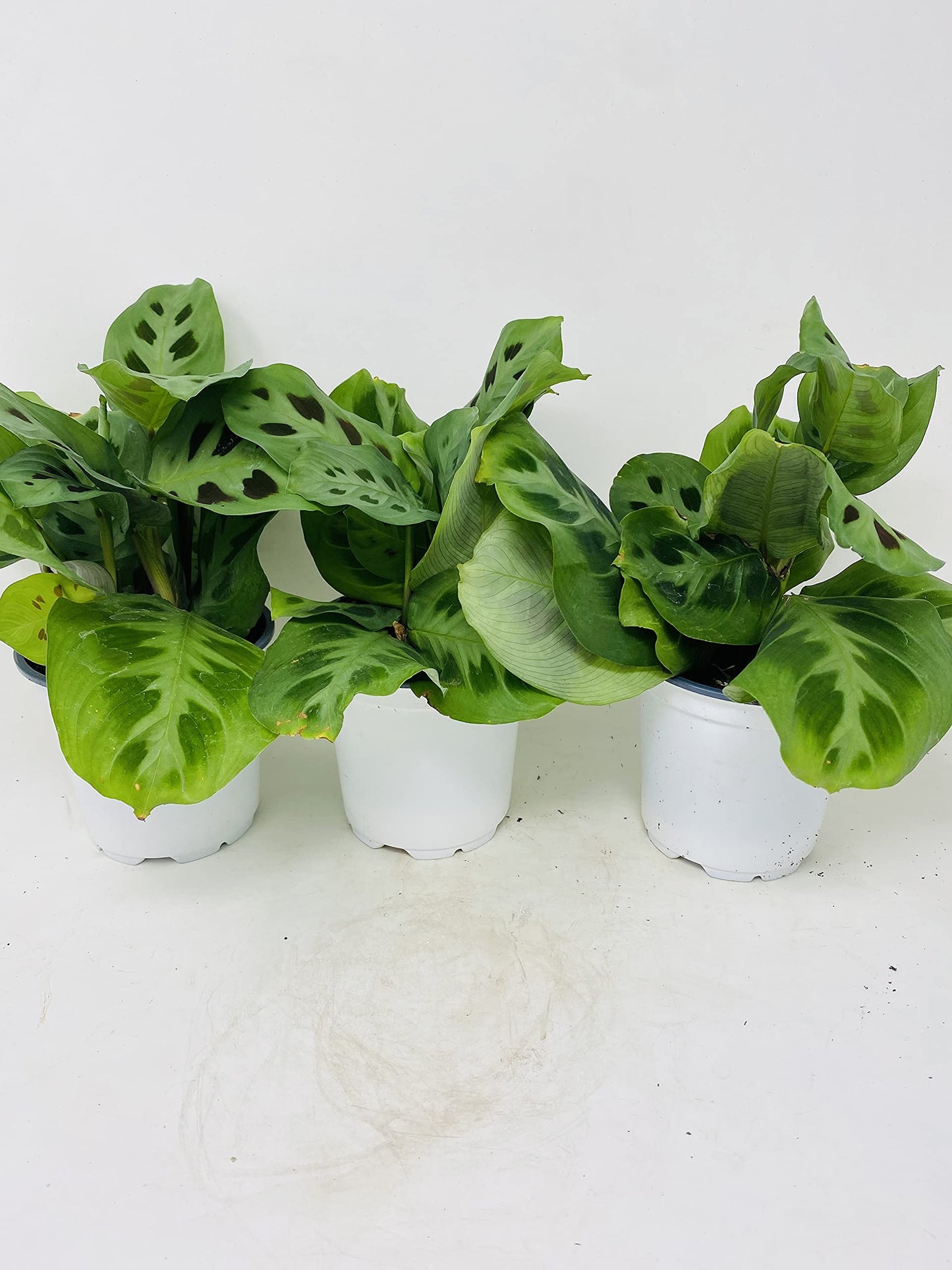 Green Prayer Plant ' Maranta'- Easy to Grow - (Pack of 3)- 4" Pot