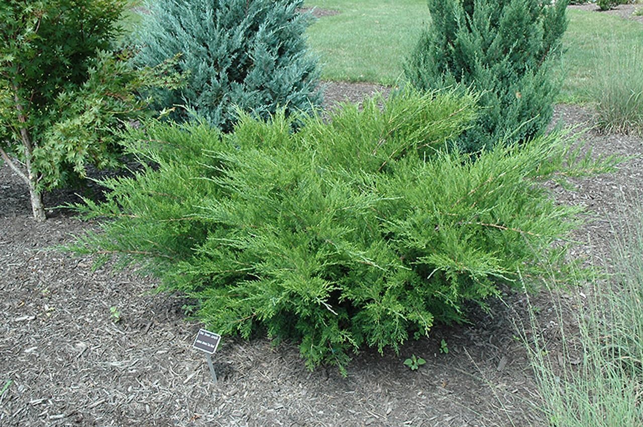 Seagreen Juniper | 3 Extra Large Trade 3 Gallon Plants | Elegant & Hardy Evergreen Shrub, Perfect for Ground Cover, Landscaping, Topiary & Bonsai, Vibrant Foliage for Garden & Outdoor Spaces