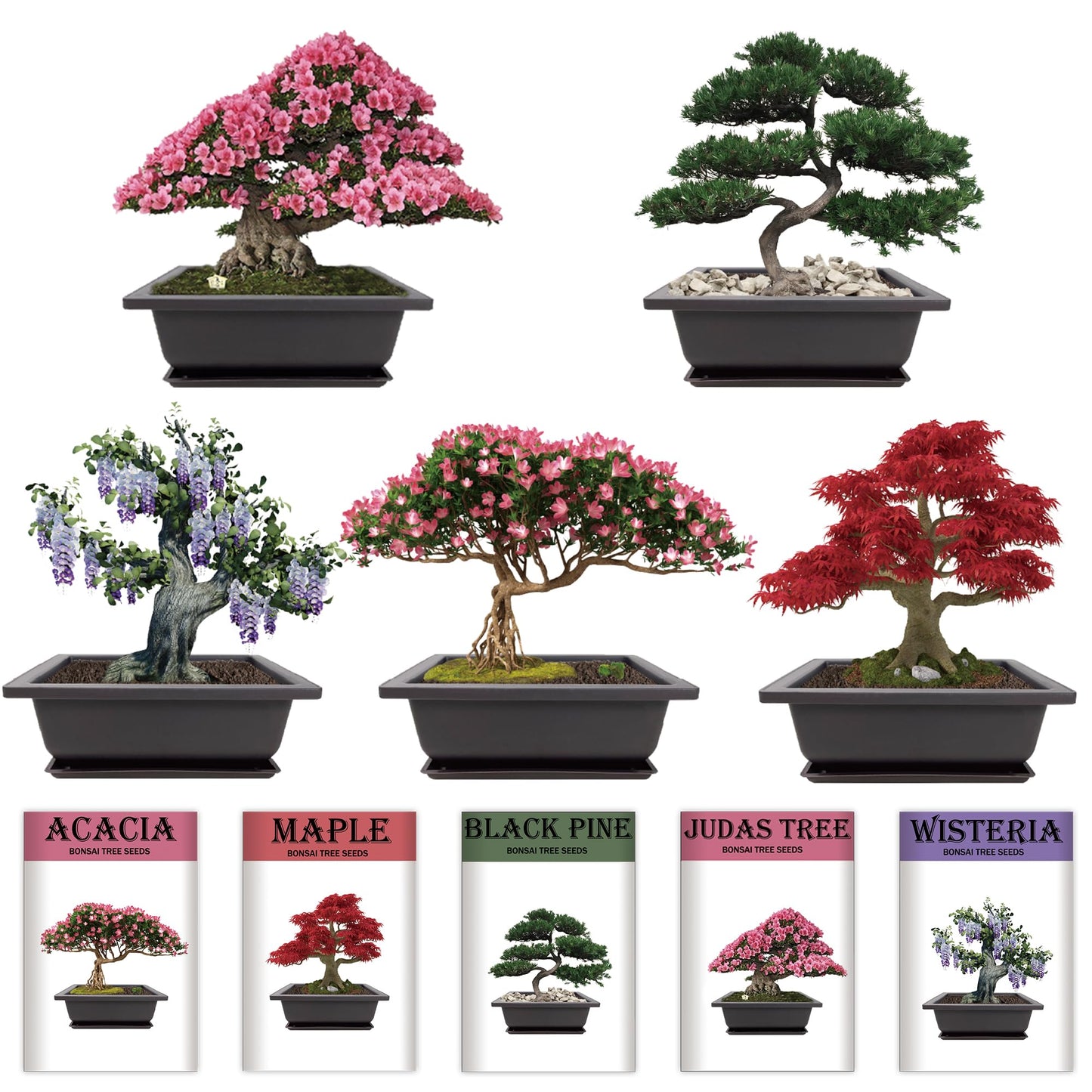 Sproutix Indoor Bonsai Garden Starter Kit, 5 Seeds Growing into Red Maple, Wisteria, Black Pine, Judas Tree, Acacia, Including Complete Gardening Planters & A Planter Box for Women