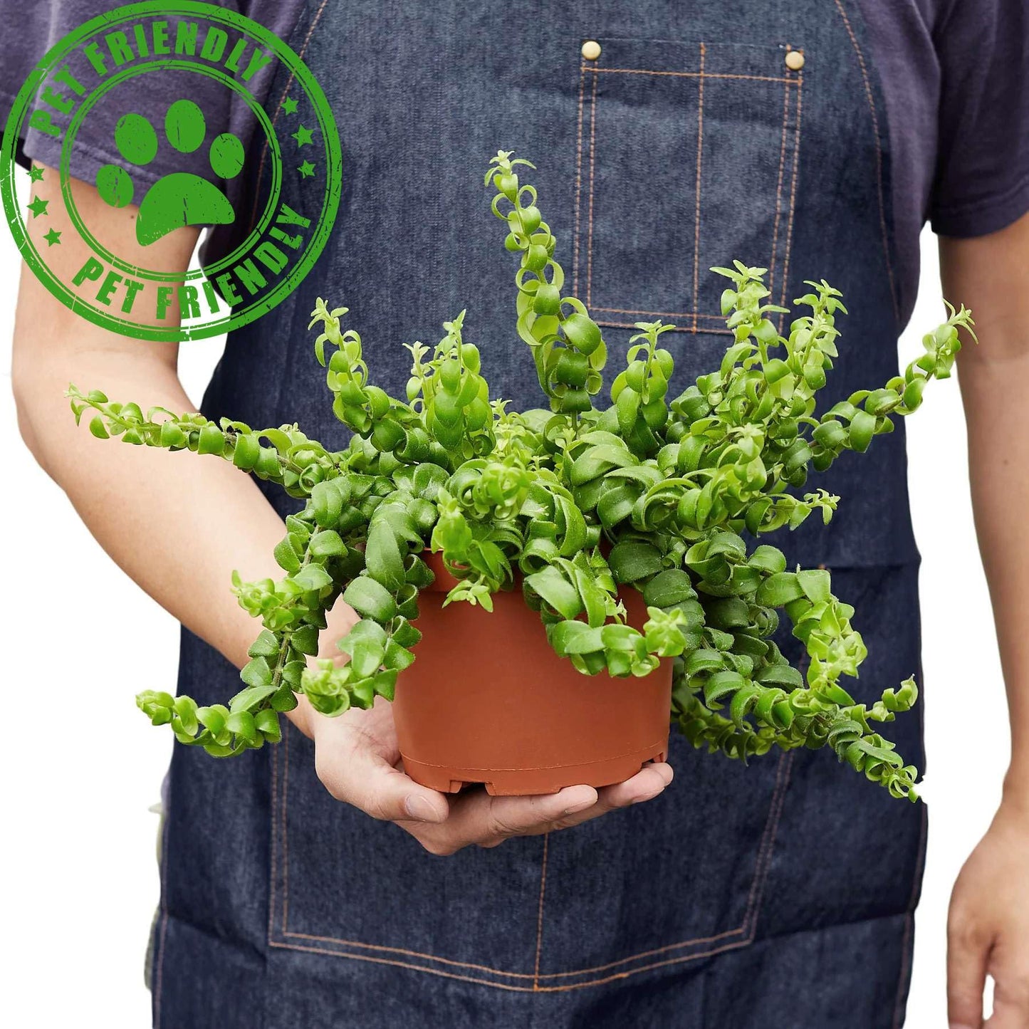 Curly Lipstick Plant! Live Plant for Indoor | Different Houseplants in 4'' & 6'' Pot | Real House Plant for Living Room, Office, Desk & Bathroom | Aeschynanthus radicans