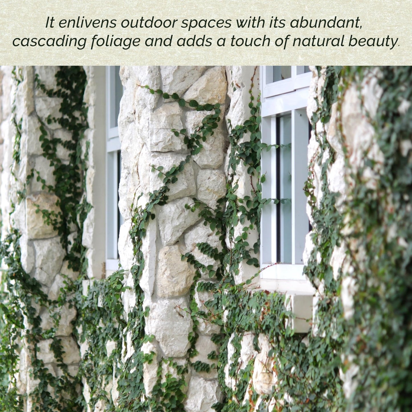 6 Creeping Fig, Live Plants – Ficus Repens – Fast-Growing & Versatile Climbing Vine in 2.5” Nursery Cubes – Perfect for Living Walls, Topiaries, Ground Cover & Indoor/Outdoor Decor