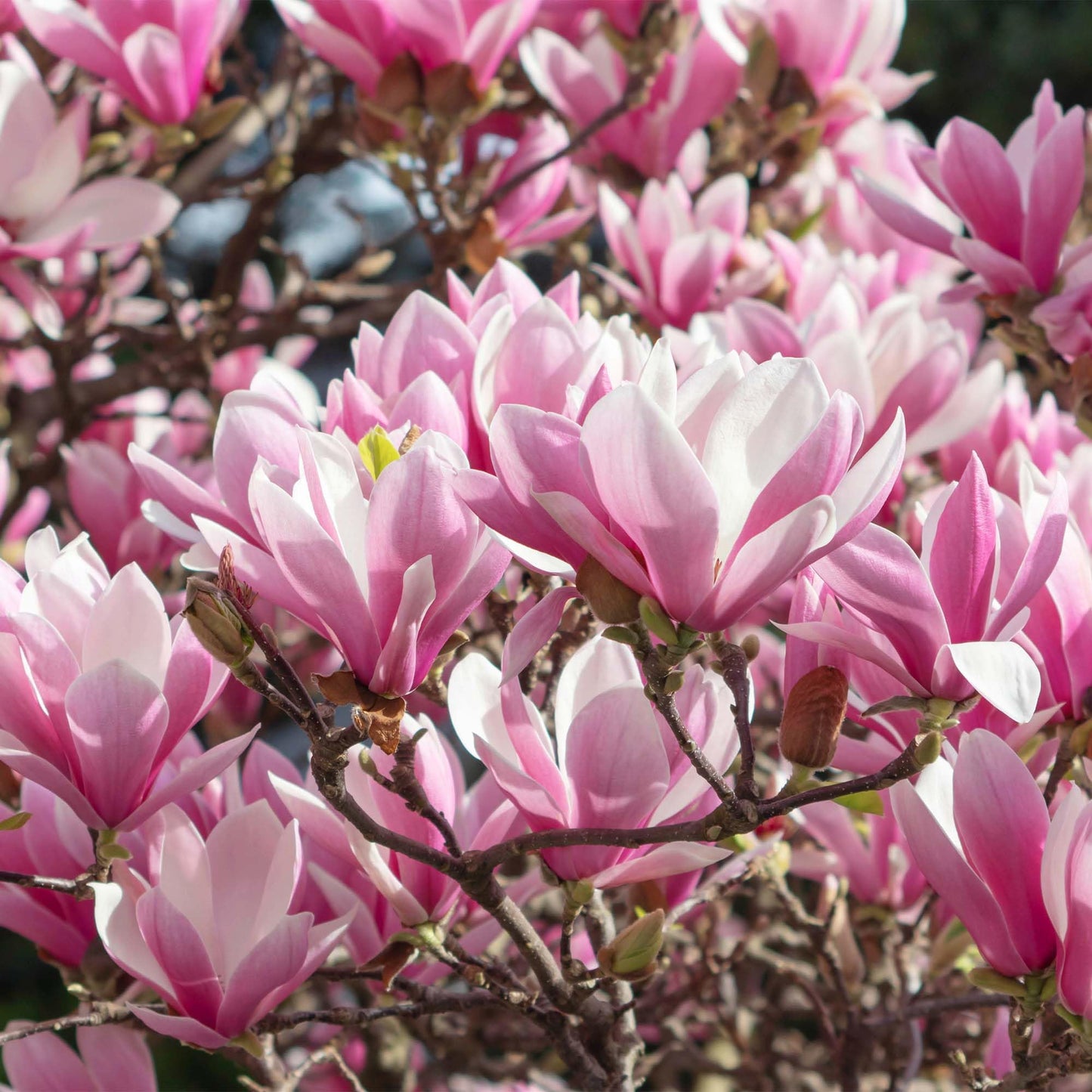 Perfect Plants Jane Magnolia Live Plant, 1 Gallon, Includes Care Guide
