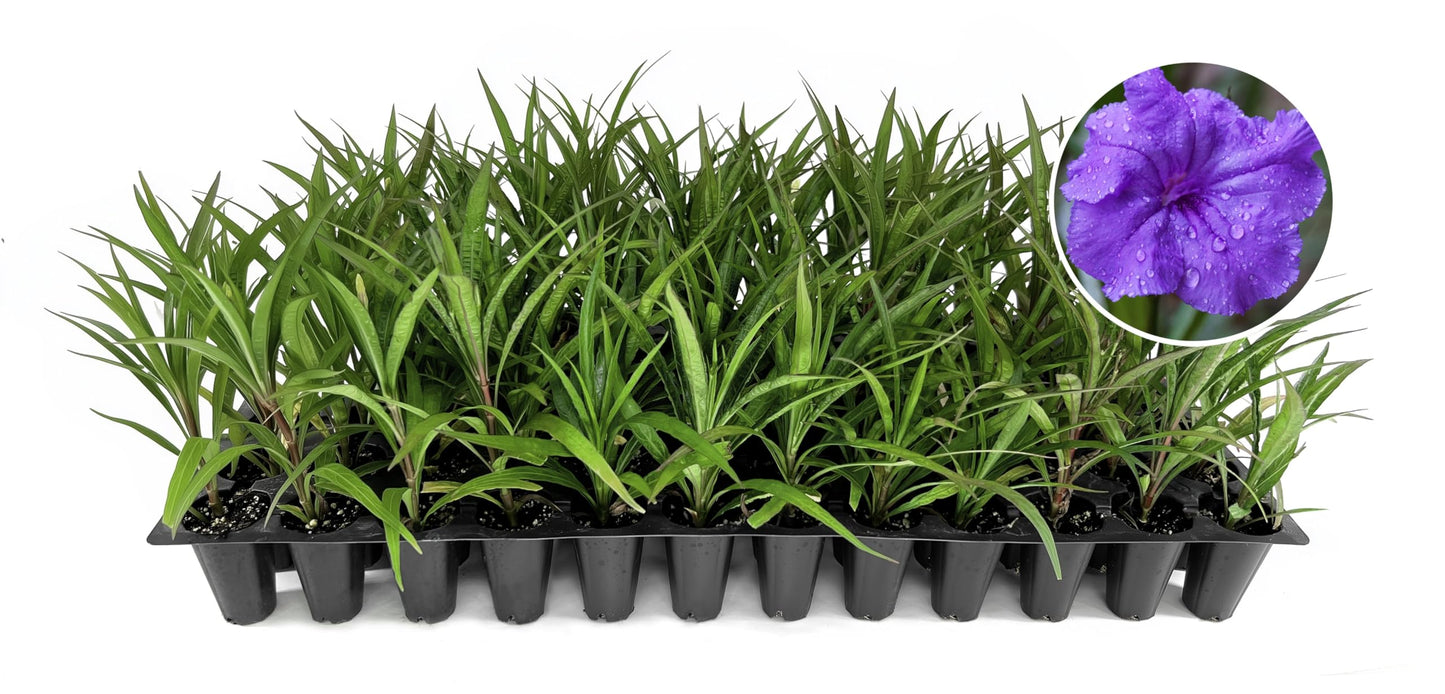 Katie's Dwarf Mexican Petunia Purple | 3 Live Plants | Ruellia brittoniana | Compact Flowering Perennial | Low Growing Pollinator Favorite for Walkways Borders Containers Landscaping