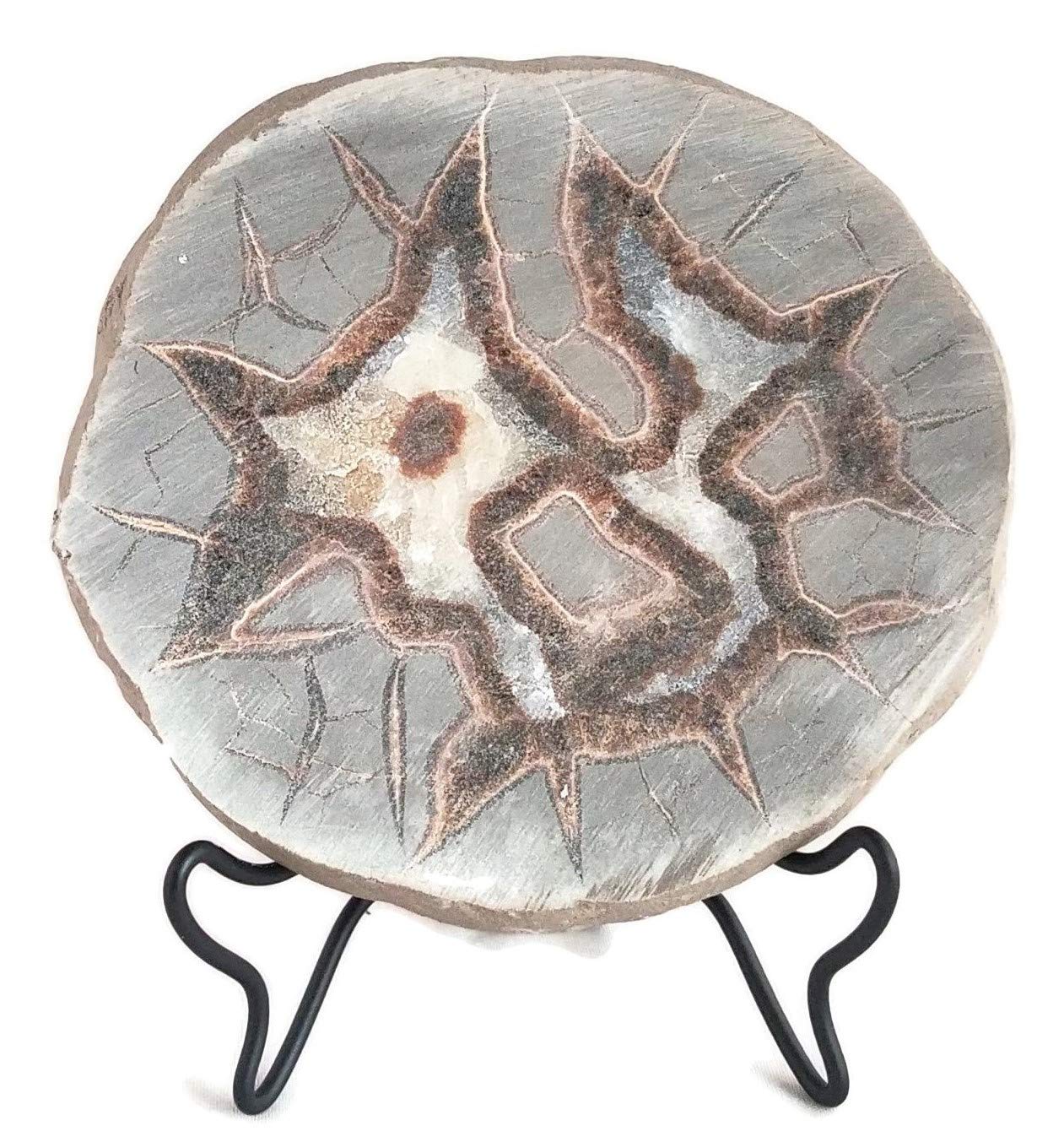 The Geode Mine: Septarian Nodule Slab - Stand and Information Card Included (A: 4.5 to 5.5 inch)