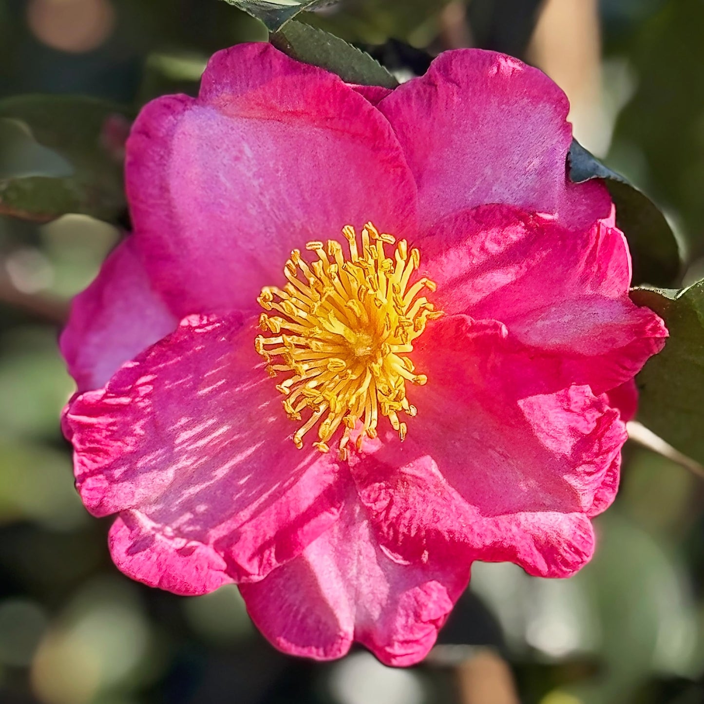 Kanjiro Sasanqua Camellia, Live Evergreen Shrub, Cold Hardy, Pink Fall Blooms, 3 gal. Nursery Pot (Due to Agricultural Laws, we Cannot Ship to CA, AZ, AK, or HI)