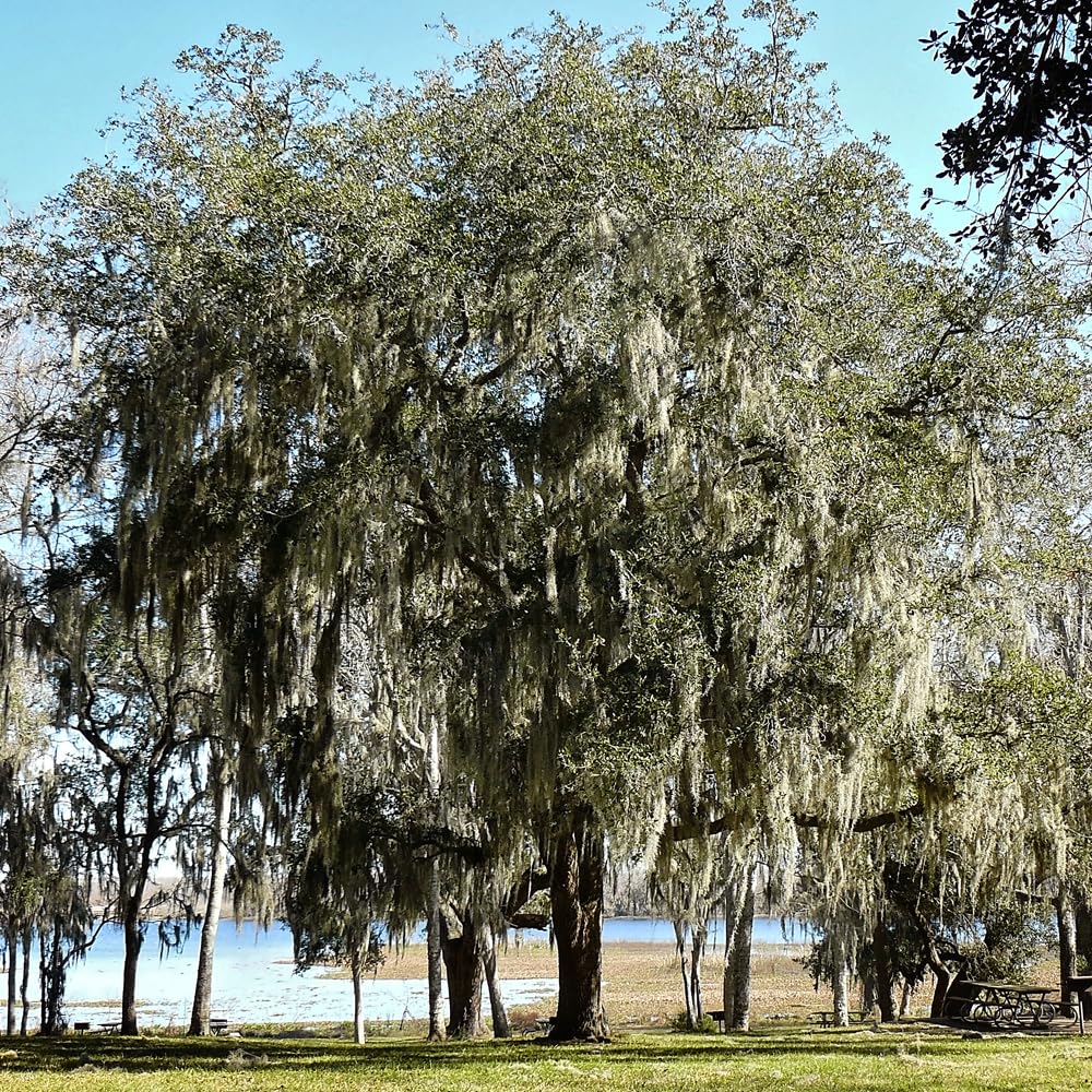 Southern Live Oak, Shade Tree, 5 gal. Nursery Pot (Due to Agricultural Laws, we Cannot Ship to CA, AZ, AK, or HI)