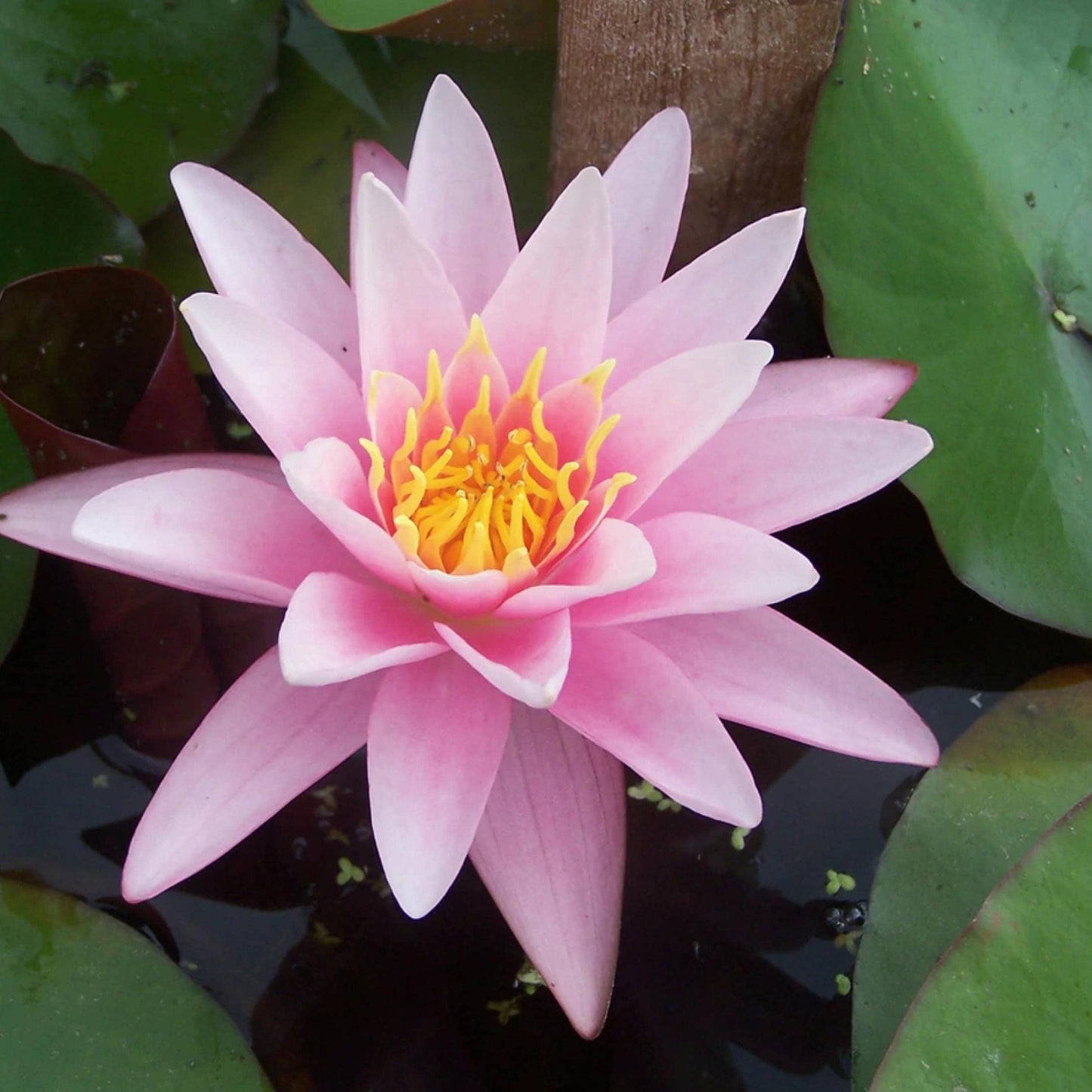 Chalily Water Lily Aquatic Plants Live Lilies Real Small or Big Pond Plant Lilly Ponds Cold Hardy Pads Grow waterlillies Flowering rhizomes Outdoor lilys Waterlily Lillies pre Grown lillys pad Pink