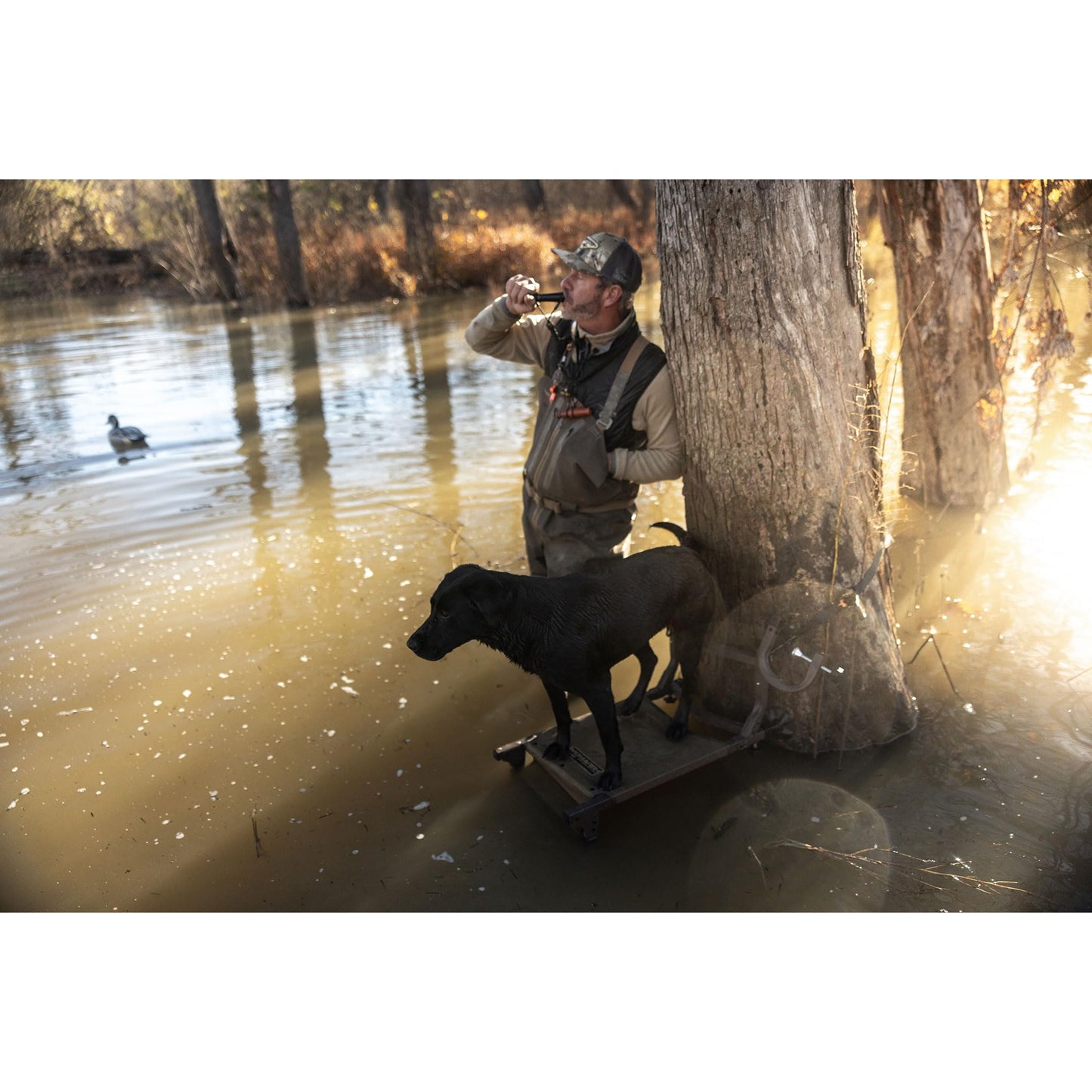 Momarsh Ramp Stand | Foldable Dog Ladder Platform for Waterfowl Hunting Training | Adjustable Pet Trainer Stand | Duck Retriever Instruction Blind | Portable Dura-Mesh Timber or Boat System