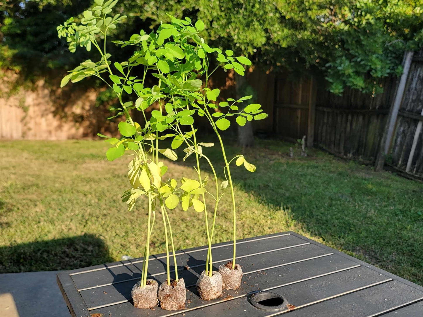 Generic Moringa Trees 3 Live Moringa Plants with Moringa Seeds - Organically Grown - Non-GMO - Miracle Tree - Moringa Oleifera - Herb, Green