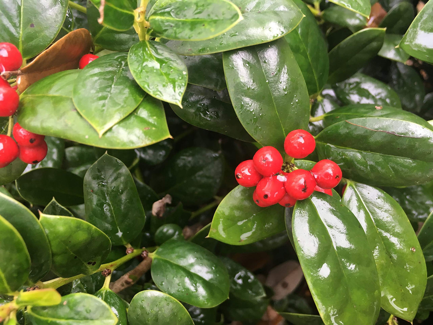Dwarf Burford Holly – Compact Evergreen Shrub with Glossy Green Leaves and Red Winter Berries – Low Maintenance Landscape Plant for Borders, Hedges & Gardens – Live Plant (Liner/Starter Plant)