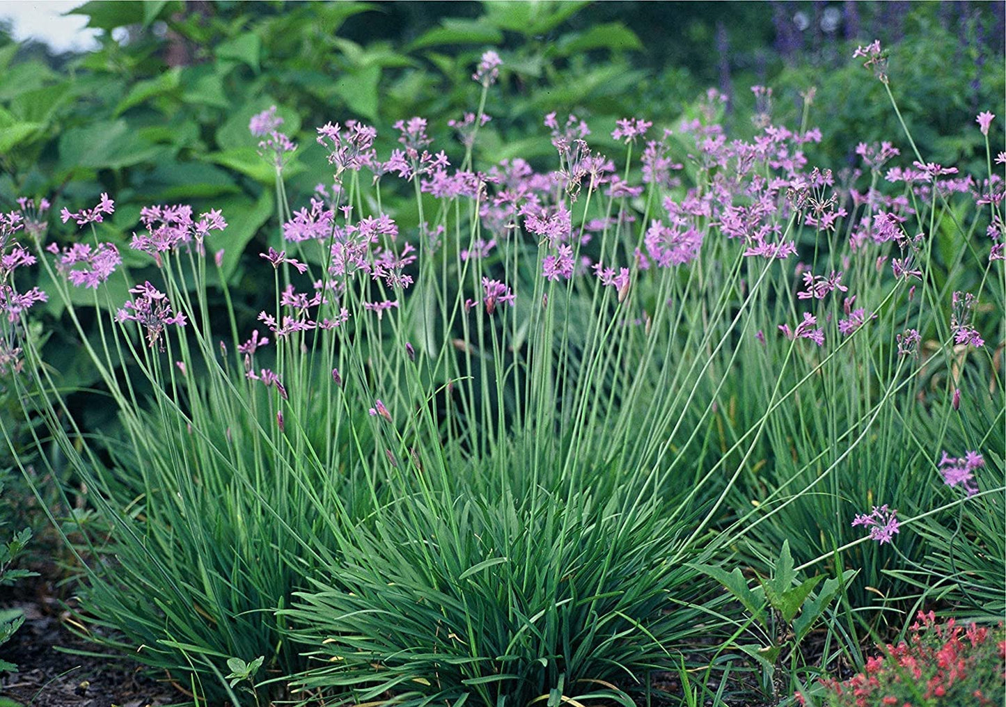 Society Garlic | 10 Live Quart Size Plants | Tulbaghia Violacea | Butterfly Attracting Flowering Groundcover