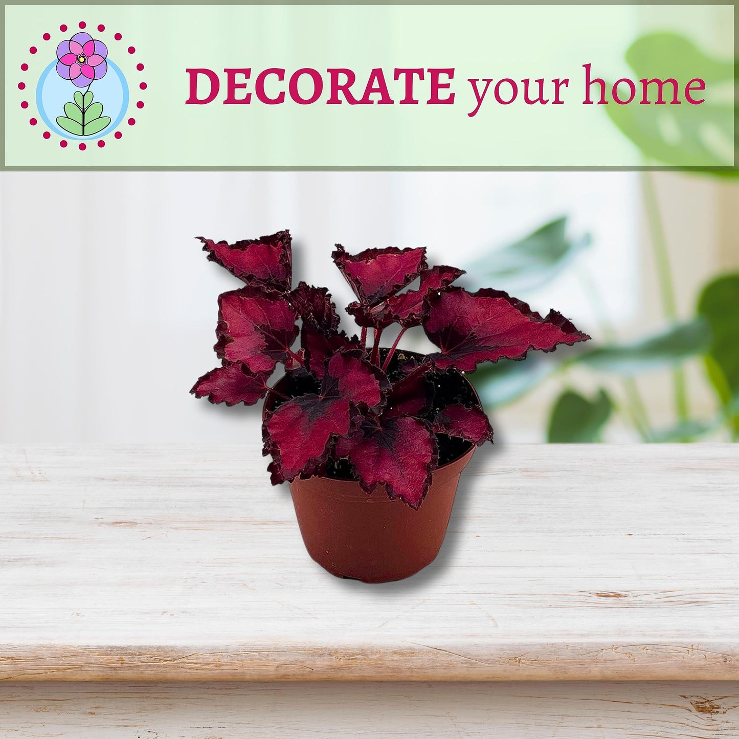 Harmony Foliage Harmony's Red Robin, Begonia Rex, Dark 4 inch Painted-Leaf Begonia, Variegated