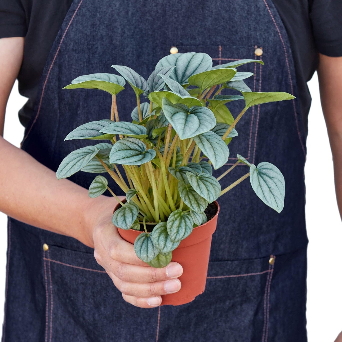 Peperomia 'Frost' | Live Plant for Indoor & Outdoor | for Living Room, Office, Bathroom | (4" Pot)