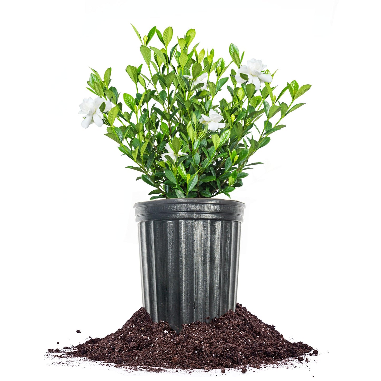 Perfect Plants Buttons Gardenia Shrub 1 Gallon | Live Plant for Landscaping | Fragrant White Flowers