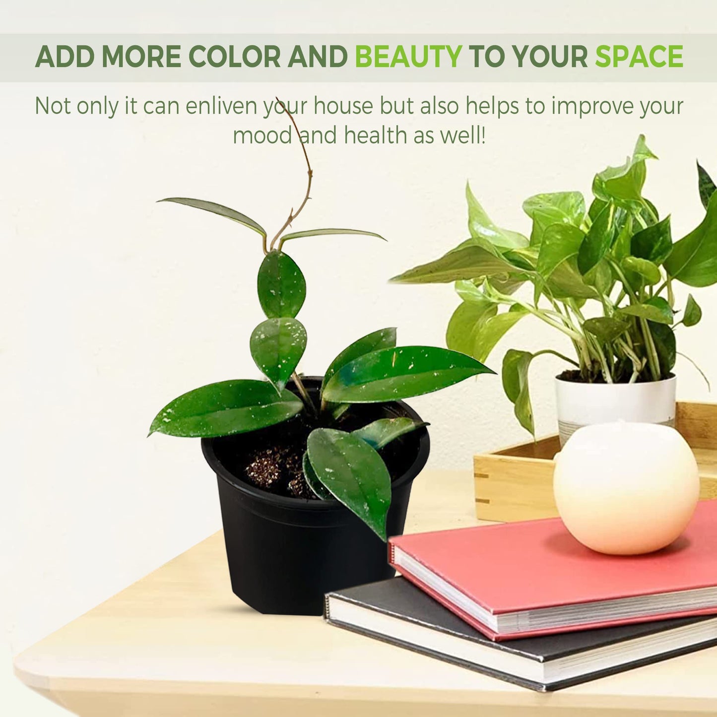LEAL PLANTS ECUADOR Hoya Carnosa Live Plant (Pack of 2)| Wax Plant for Indoor Décor | Unique Houseplant with Waxy Foliage, Unique Gift for Plant Lover